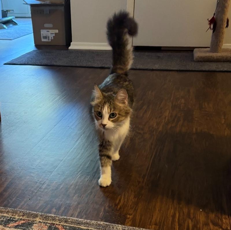 Enlarge Rosemary, a Adoptable mixed breed in Richardson, TX image 3/4