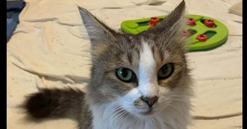 Enlarge Rosemary, a Adoptable mixed breed in Richardson, TX image 4/4