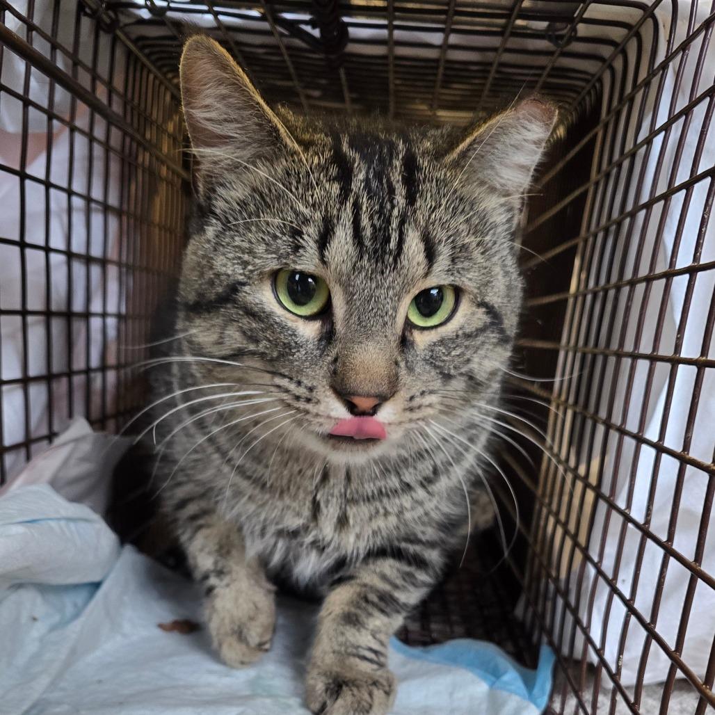 Copper, Adoptable, Adult Male Domestic Short Hair.