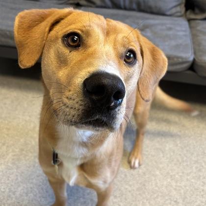 Nemo, an adopted Mixed Breed in Lansing, MI image 1/2