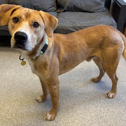 Nemo, an adopted Mixed Breed in Lansing, MI image 2/2