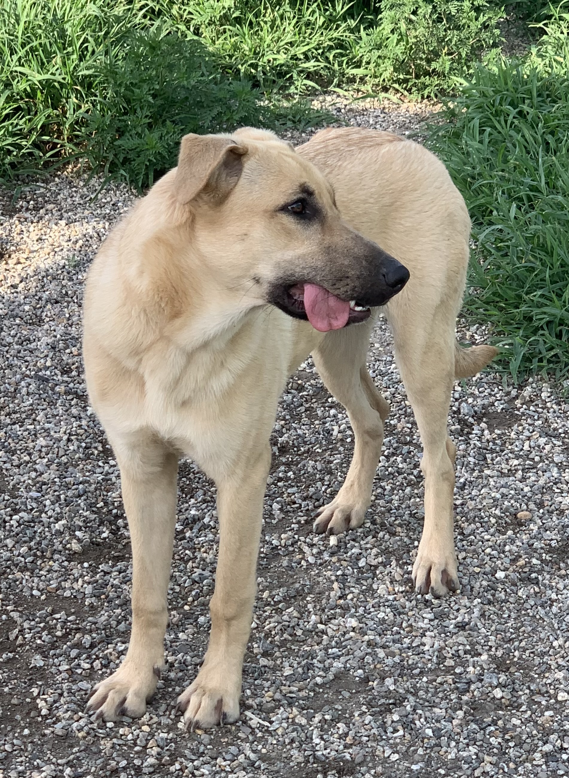 Halo, a Adoptable mixed breed in Willimantic, CT image 2/6