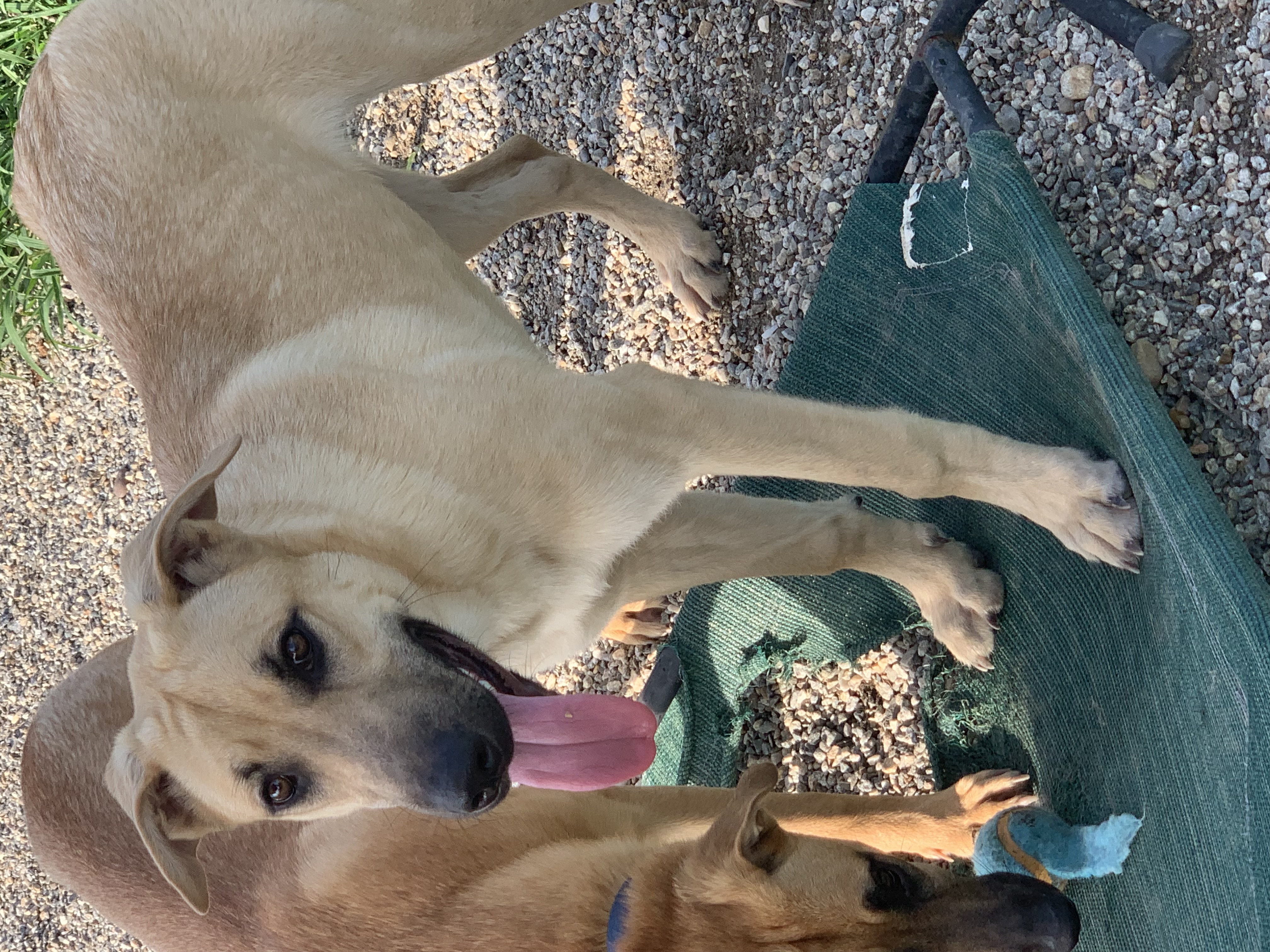 Halo, a Adoptable mixed breed in Willimantic, CT image 3/6