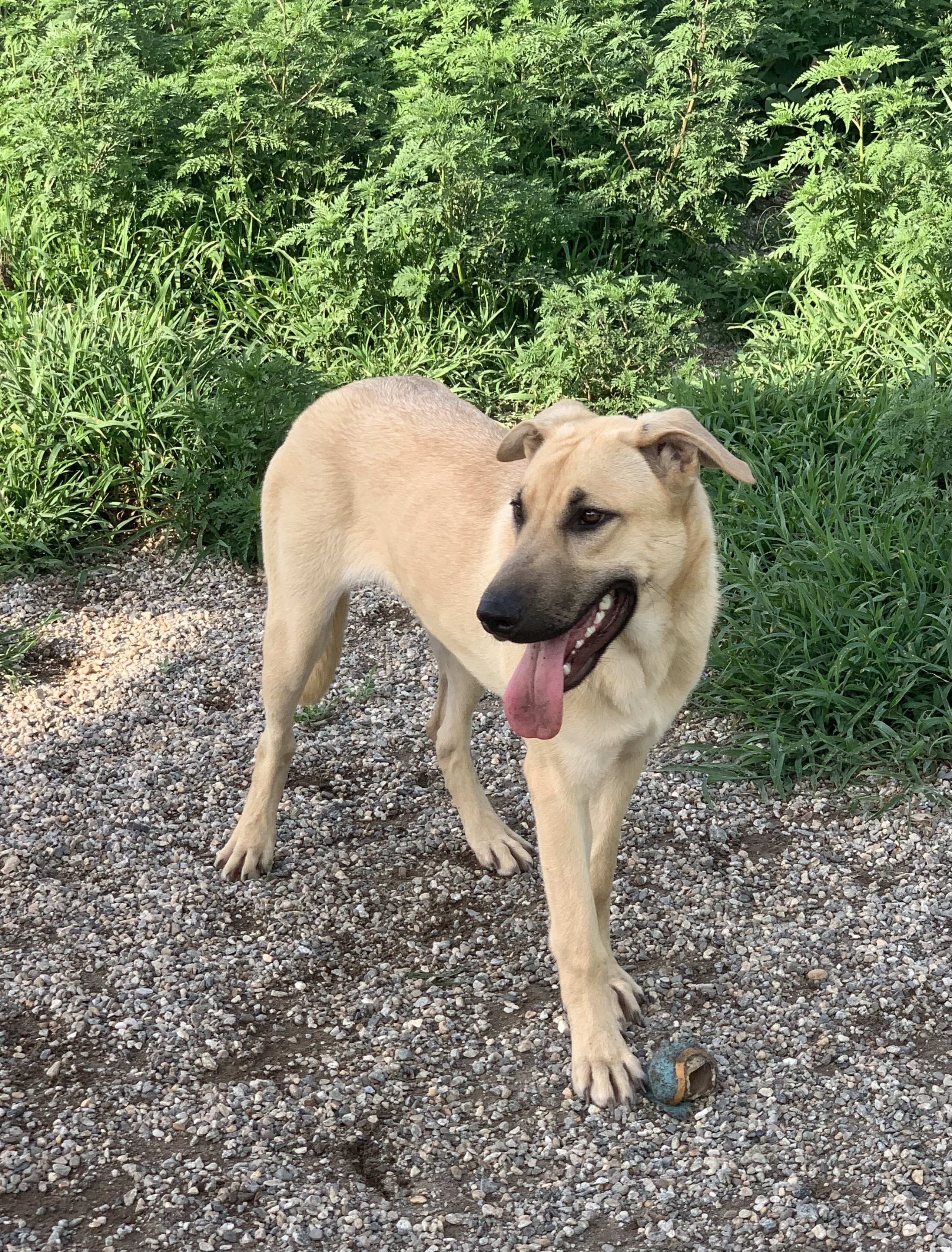 Halo, a Adoptable mixed breed in Willimantic, CT image 1/6