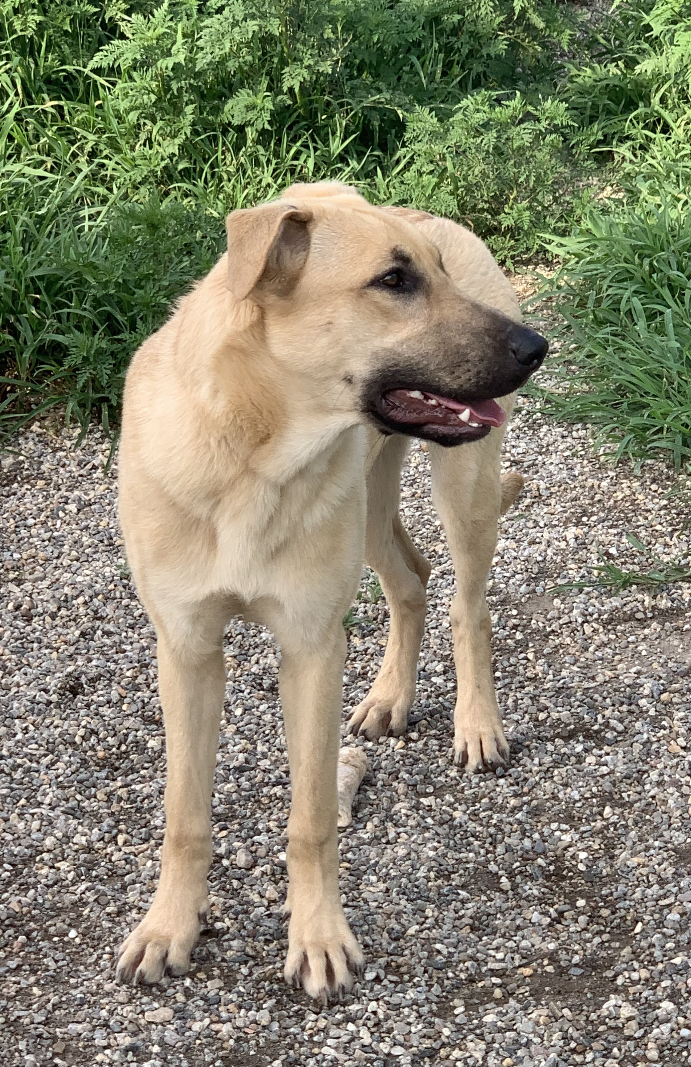 Halo, a Adoptable mixed breed in Willimantic, CT image 4/6