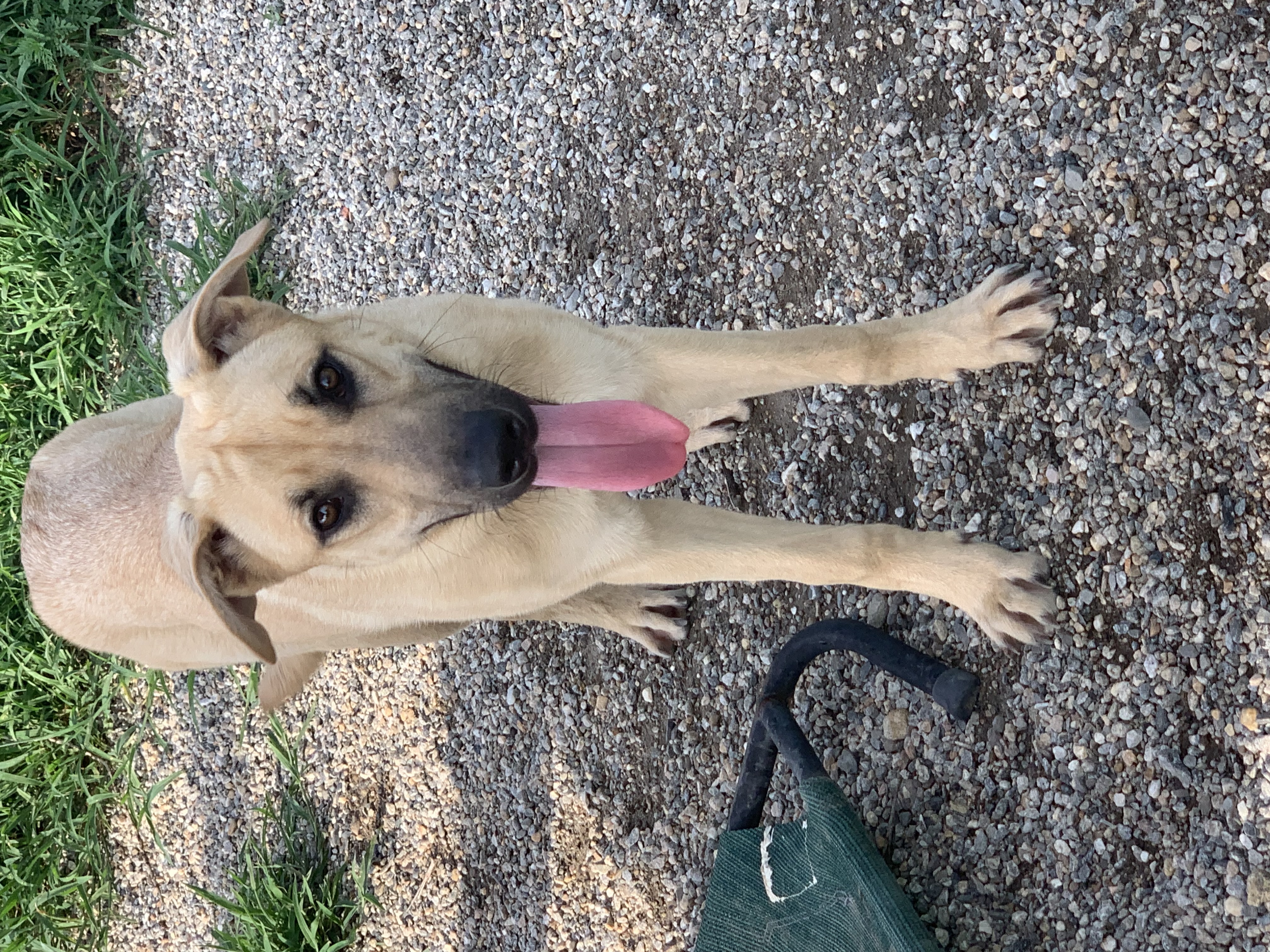 Halo, a Adoptable mixed breed in Willimantic, CT image 5/6