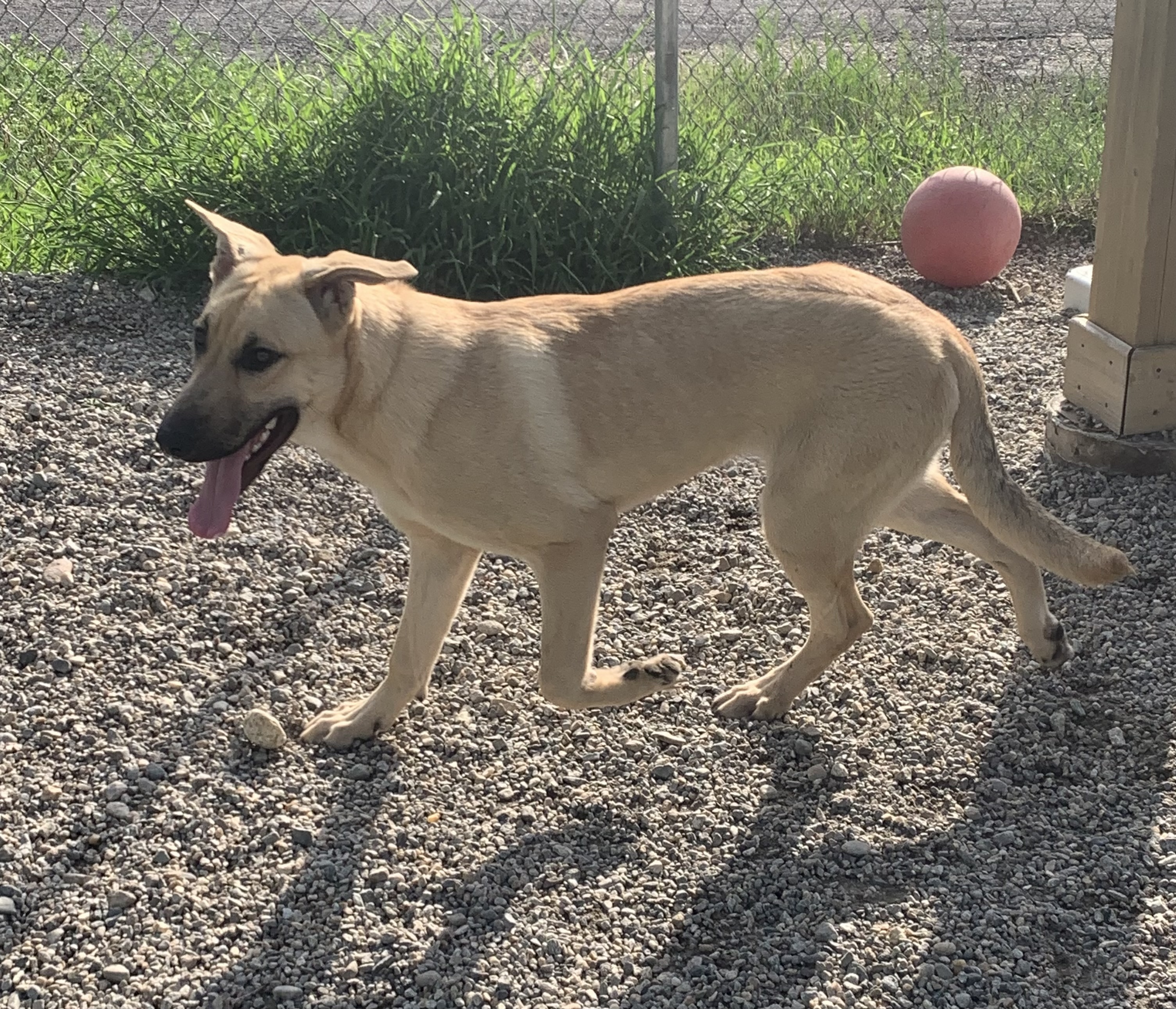 Halo, a Adoptable mixed breed in Willimantic, CT image 6/6