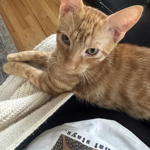 Enlarge Waffles, a Adoptable Tabby in Frederick, MD image 2/4