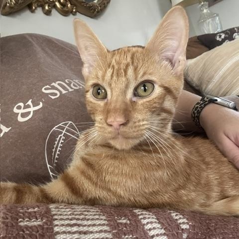 Waffles, Adoptable, Kitten Male Tabby.