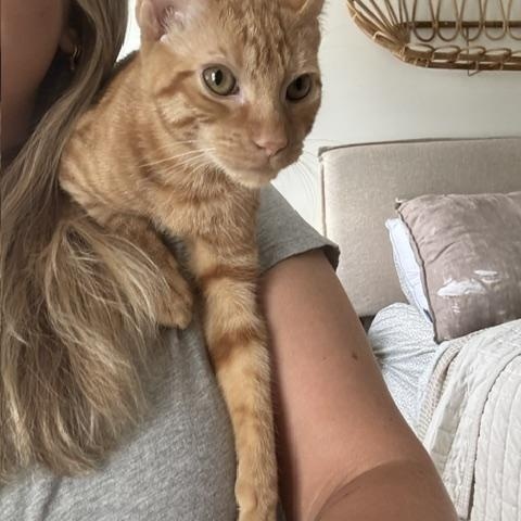 Enlarge Waffles, a Adoptable Tabby in Frederick, MD image 3/4