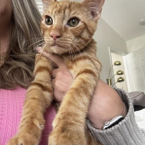 Enlarge Waffles, a Adoptable Tabby in Frederick, MD image 4/4