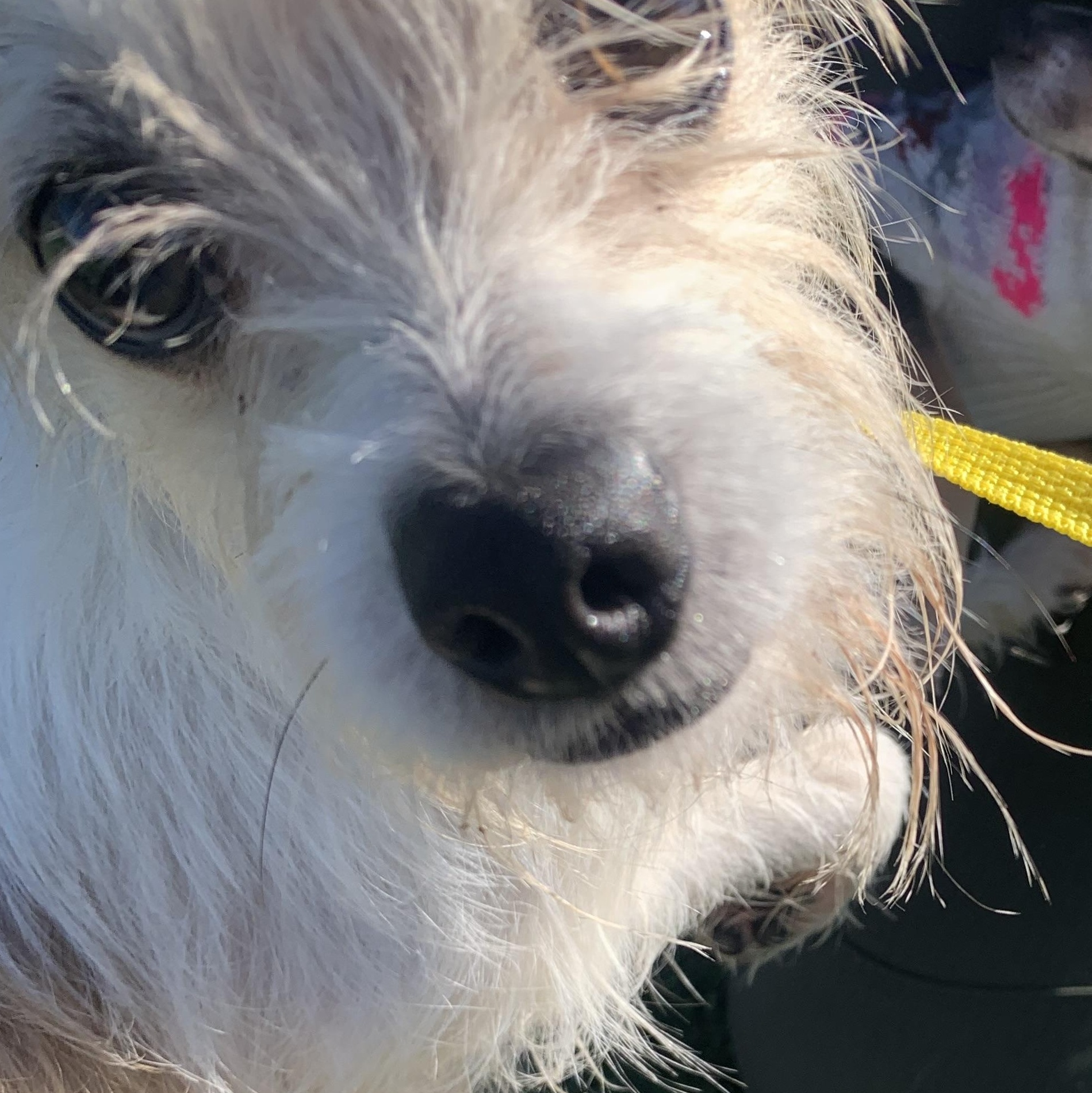 Enlarge Scotty, an adopted mixed breed in Hollister, CA image 1/2