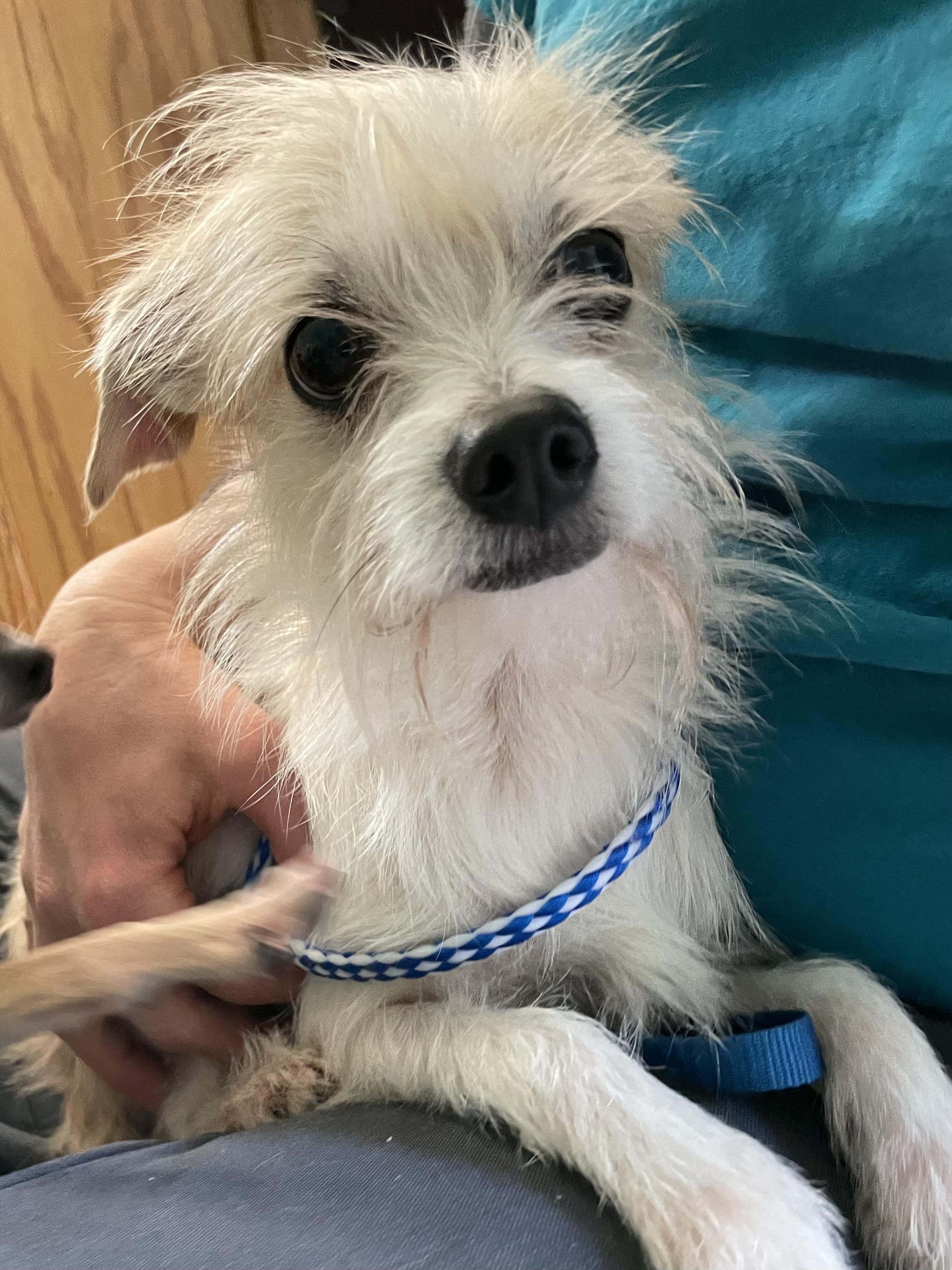 Enlarge Scotty, an adopted mixed breed in Hollister, CA image 2/2