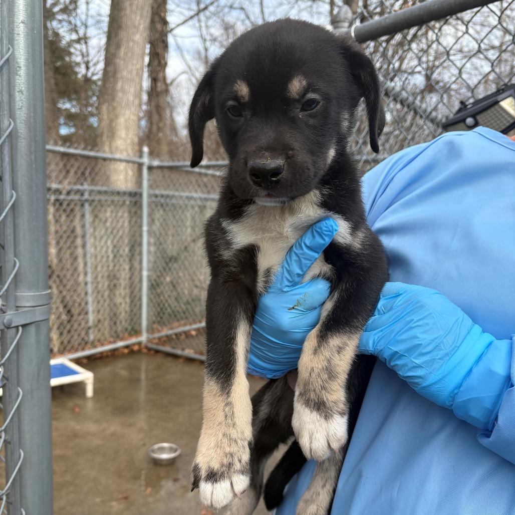 Kermit, Adoptable, Puppy Male Mixed Breed.