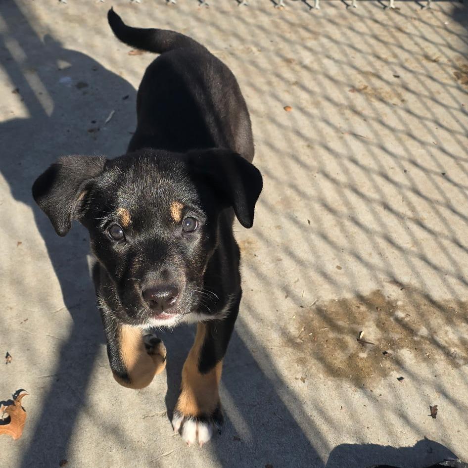 Enlarge Kermit, a Adoptable Mixed Breed in East Hanover, NJ image 2/2