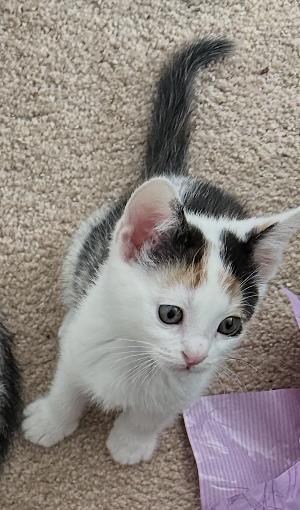 Enlarge Linen, a Adoptable Domestic Short Hair in La Jolla, CA image 1/1