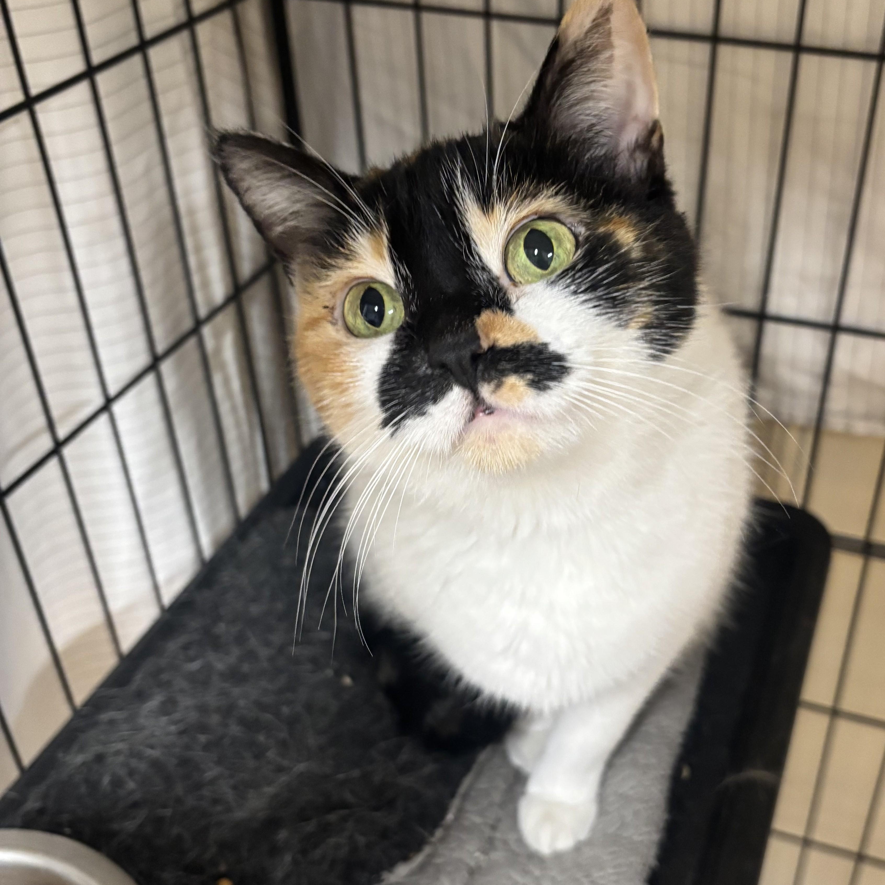 Enlarge Darla -- COME MEET ME AT VETERINARY MEDICAL CENTER, a ADOPTABLE Domestic Short Hair in Alpharetta, GA image 2/5