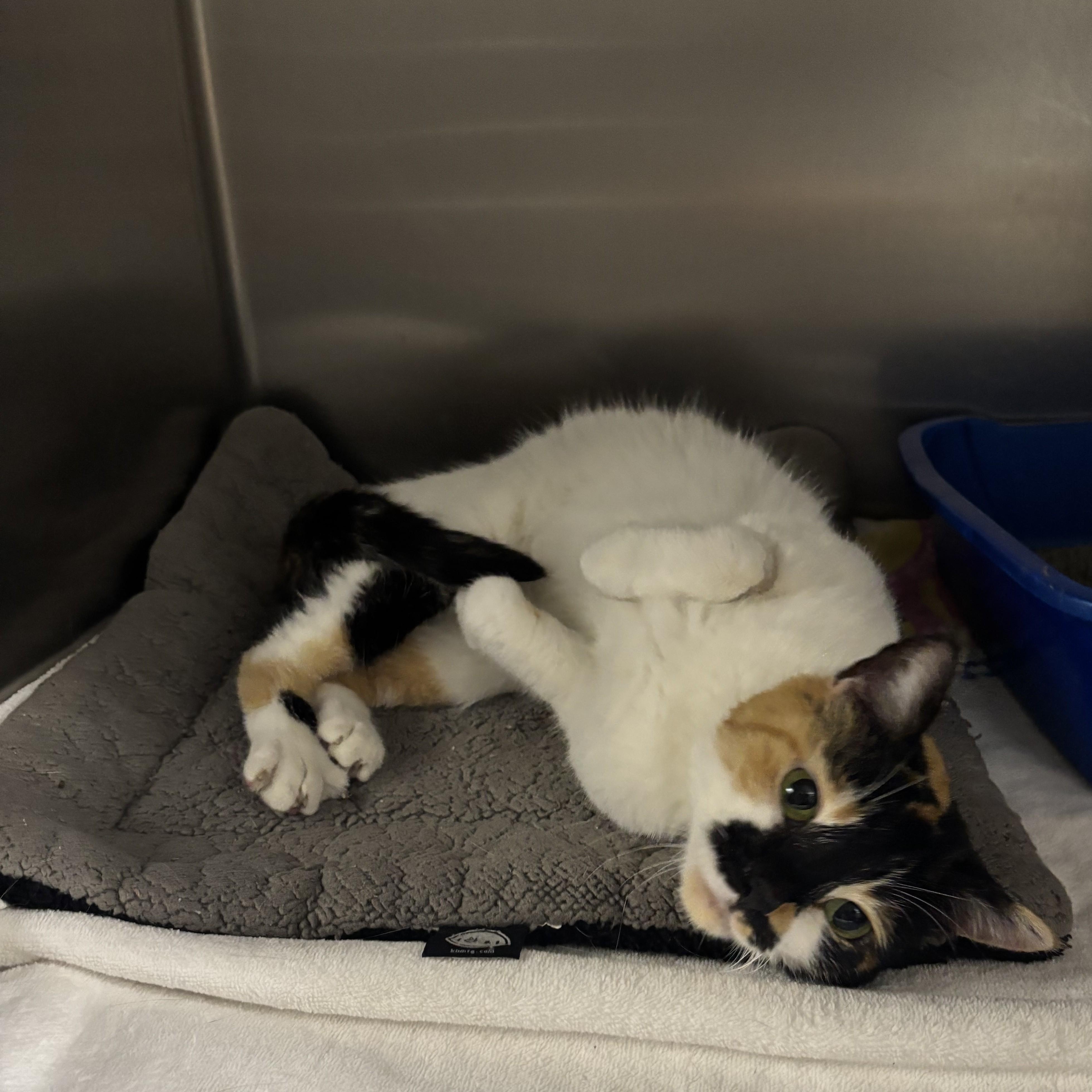 Enlarge Darla -- COME MEET ME AT VETERINARY MEDICAL CENTER, a ADOPTABLE Domestic Short Hair in Alpharetta, GA image 4/5