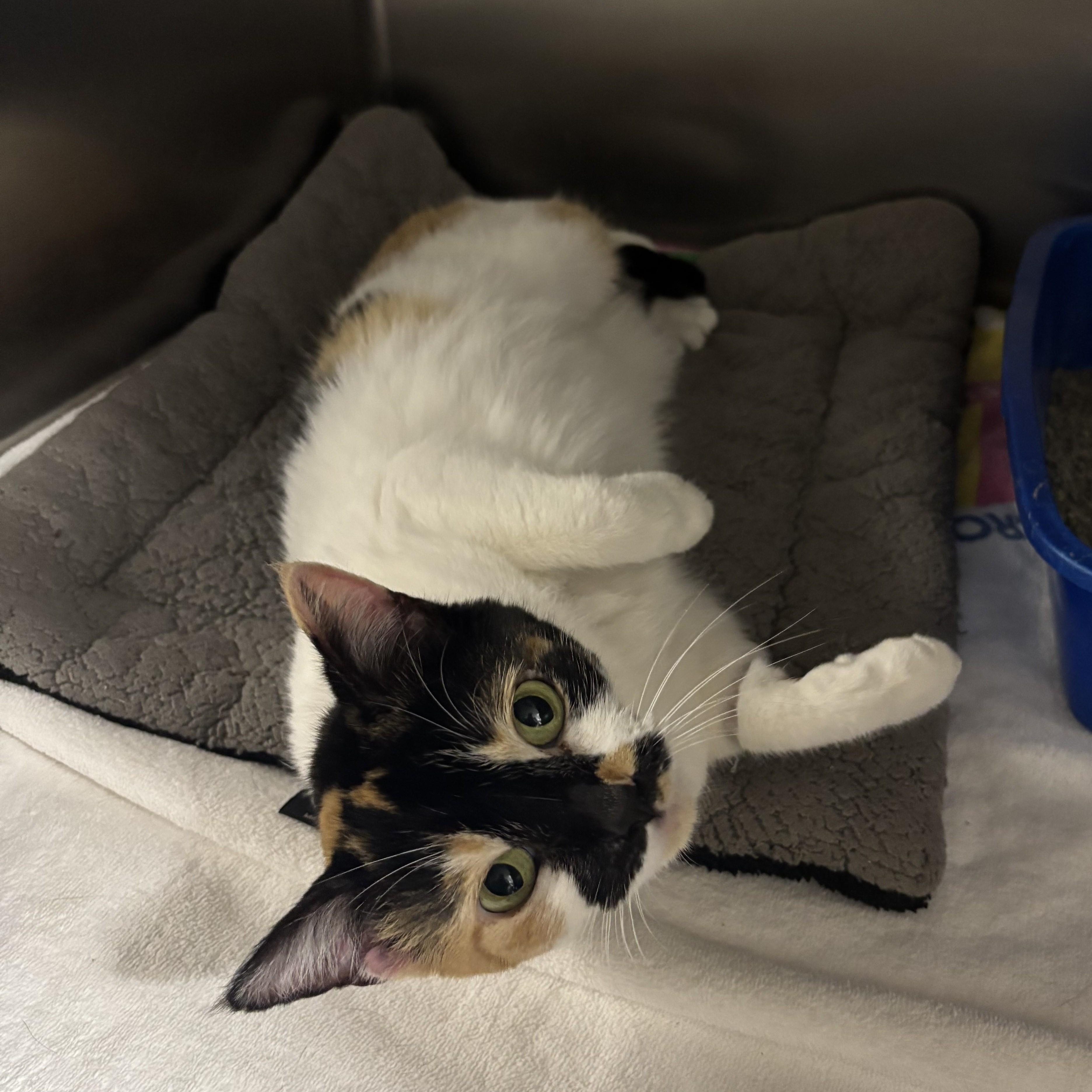 Enlarge Darla -- COME MEET ME AT VETERINARY MEDICAL CENTER, a ADOPTABLE Domestic Short Hair in Alpharetta, GA image 5/5