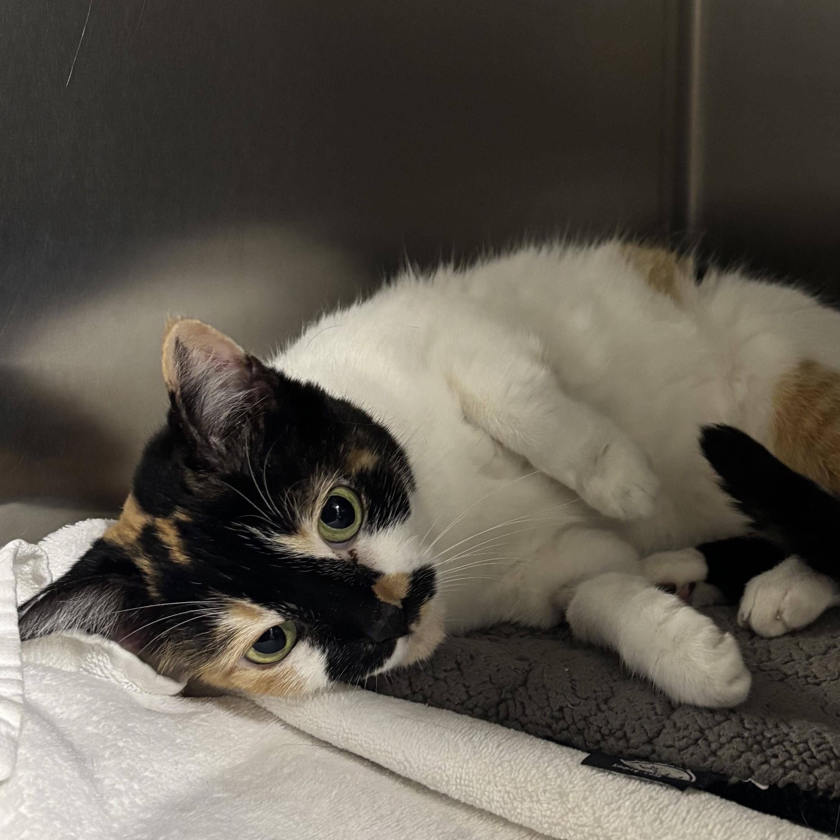 Enlarge Darla -- COME MEET ME AT VETERINARY MEDICAL CENTER, a ADOPTABLE Domestic Short Hair in Alpharetta, GA image 3/5