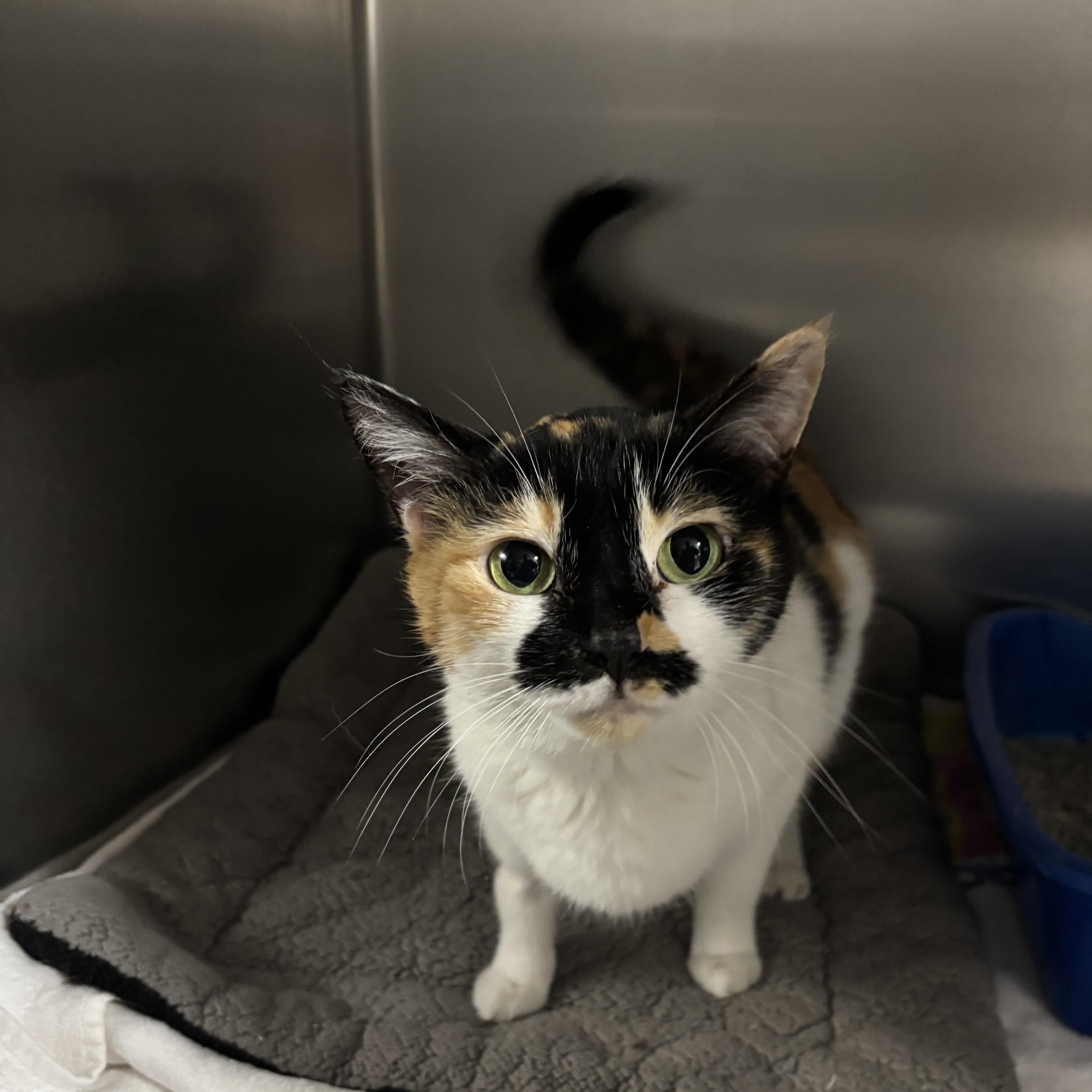 Darla -- COME MEET ME AT VETERINARY MEDICAL CENTER, ADOPTABLE, Adult Female Domestic Short Hair.