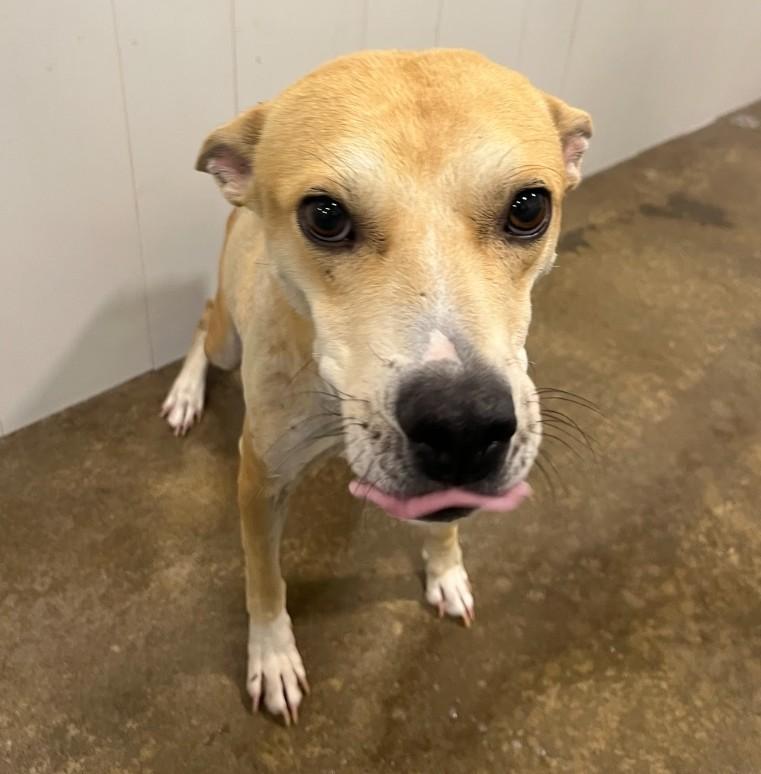 Enlarge Bill, a Adoptable mixed breed in Amarillo, TX image 1/1