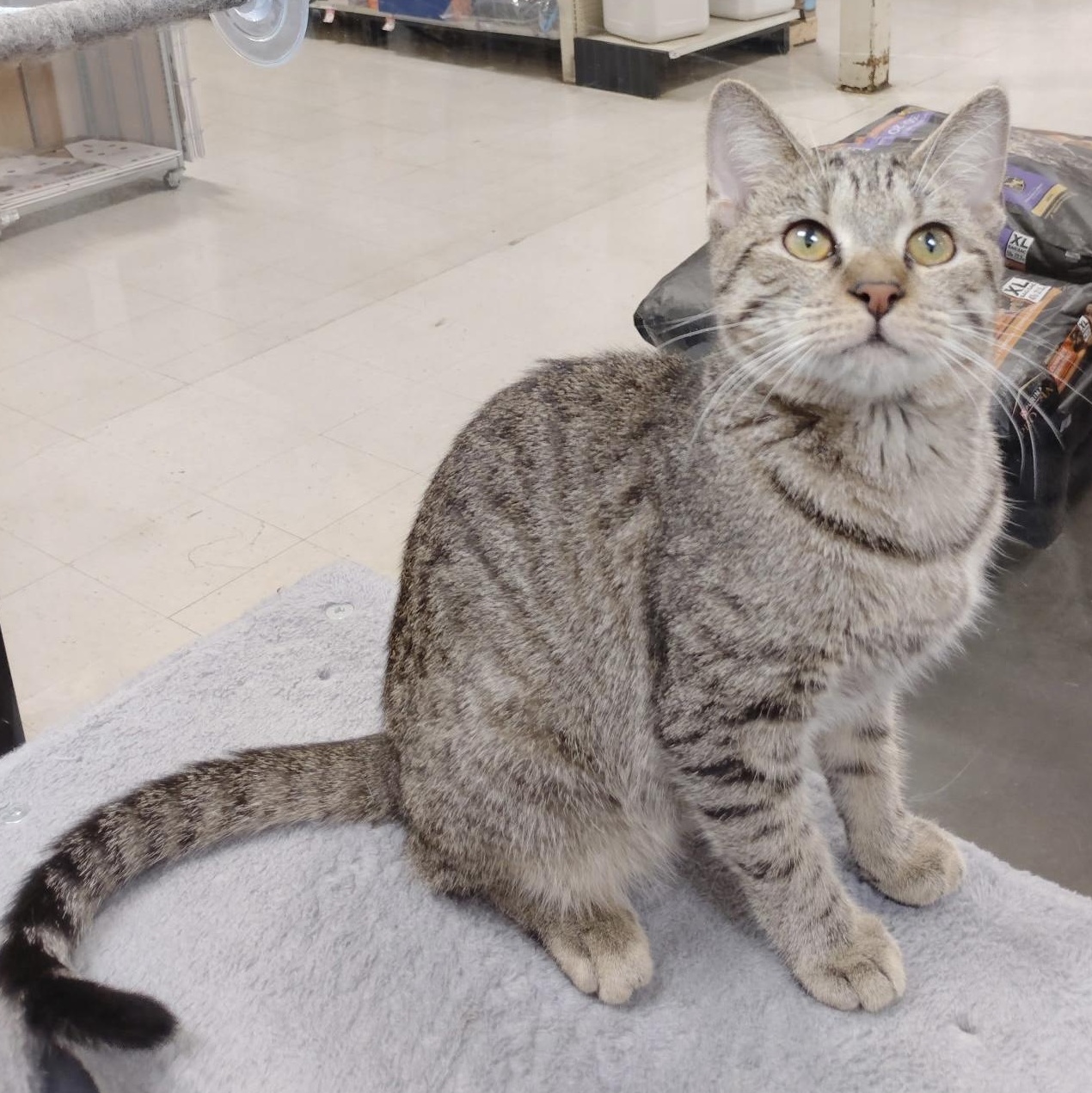 Woody, Adoptable, Kitten Male Domestic Short Hair.