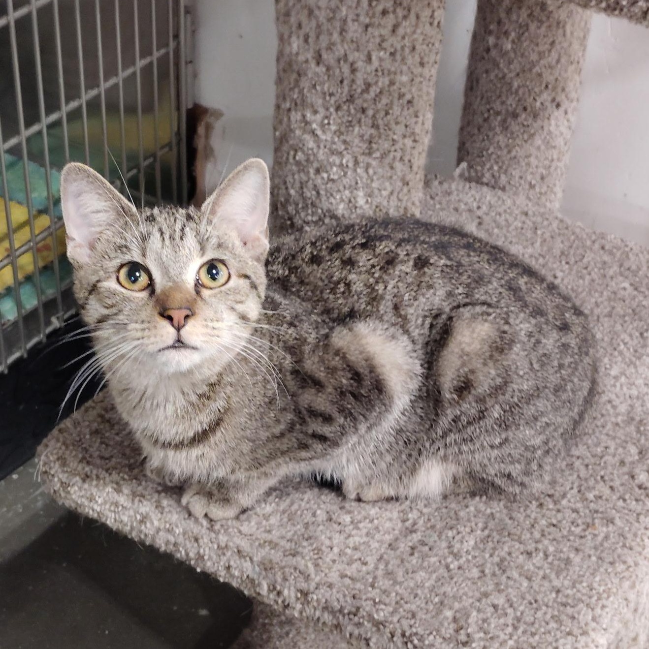 Enlarge Woody, a Adoptable Domestic Short Hair in Rock Hill, SC image 2/2