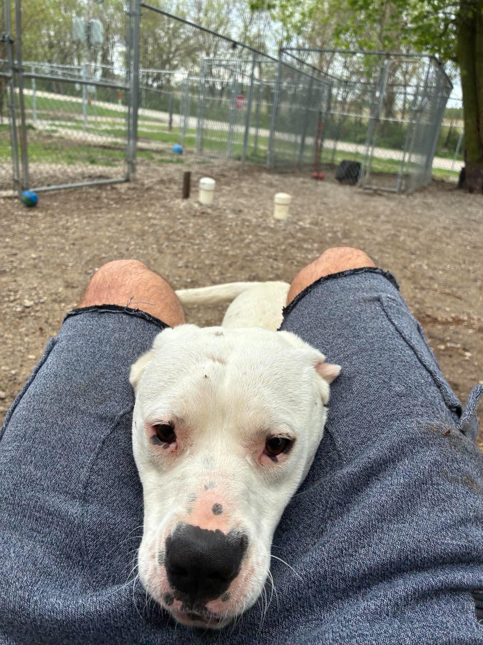 MiMi, a ADOPTABLE mixed breed in Mason City, IL image 2/6
