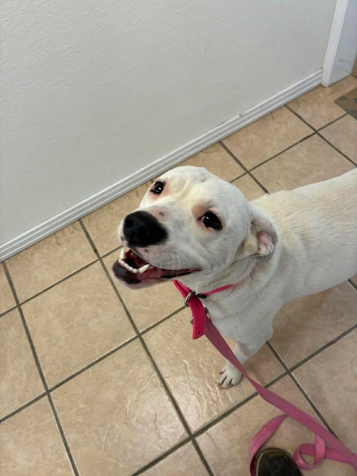 MiMi, a ADOPTABLE mixed breed in Mason City, IL image 4/6