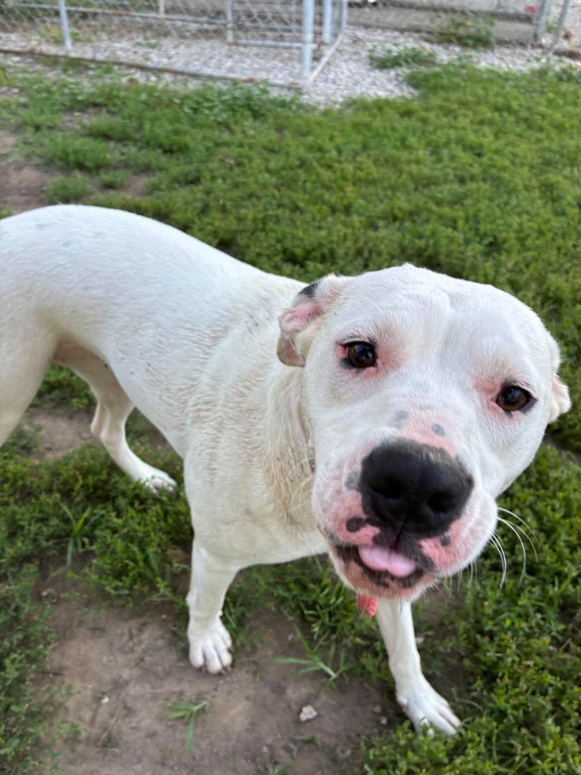 MiMi, a ADOPTABLE mixed breed in Mason City, IL image 1/6
