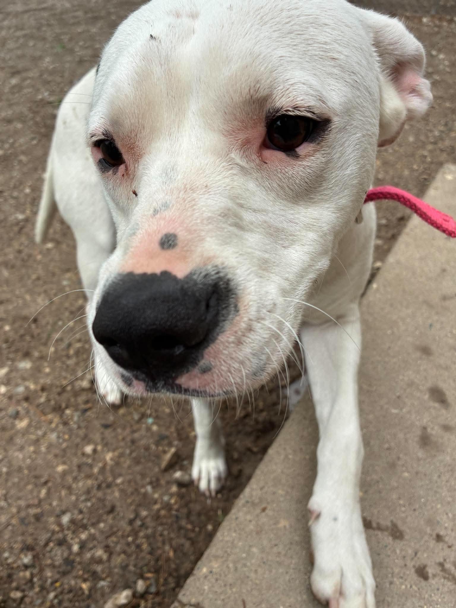 MiMi, a ADOPTABLE mixed breed in Mason City, IL image 5/6