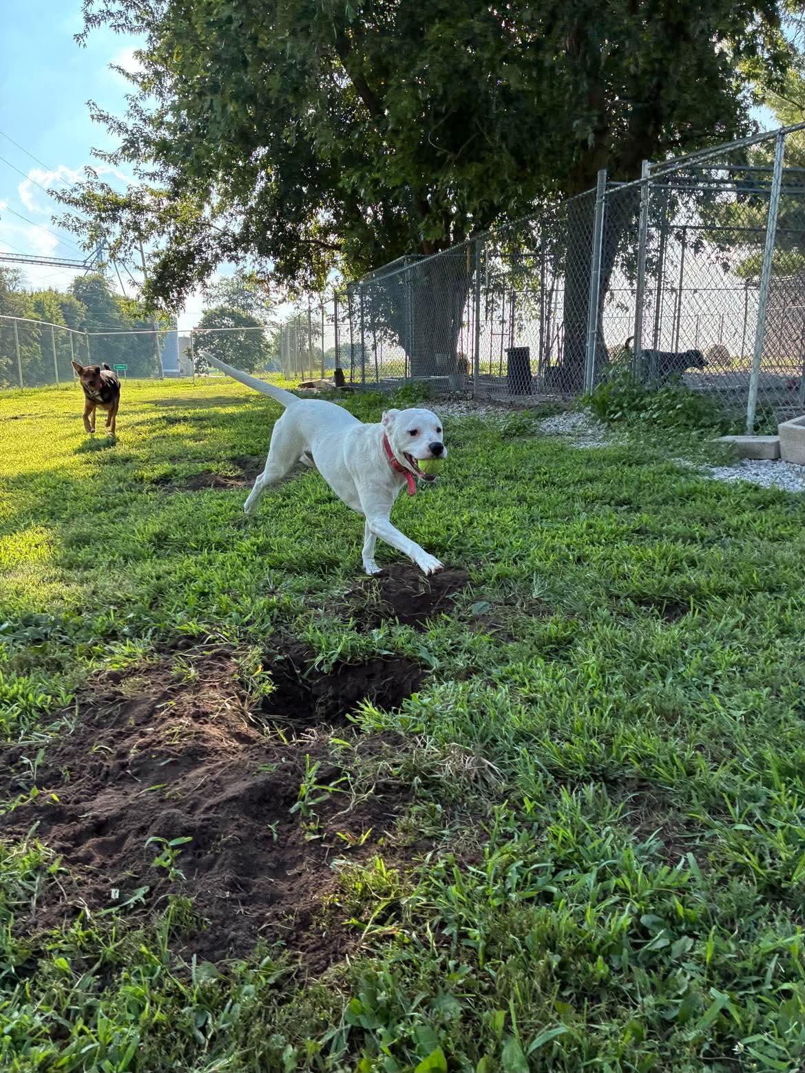 MiMi, a ADOPTABLE mixed breed in Mason City, IL image 3/6