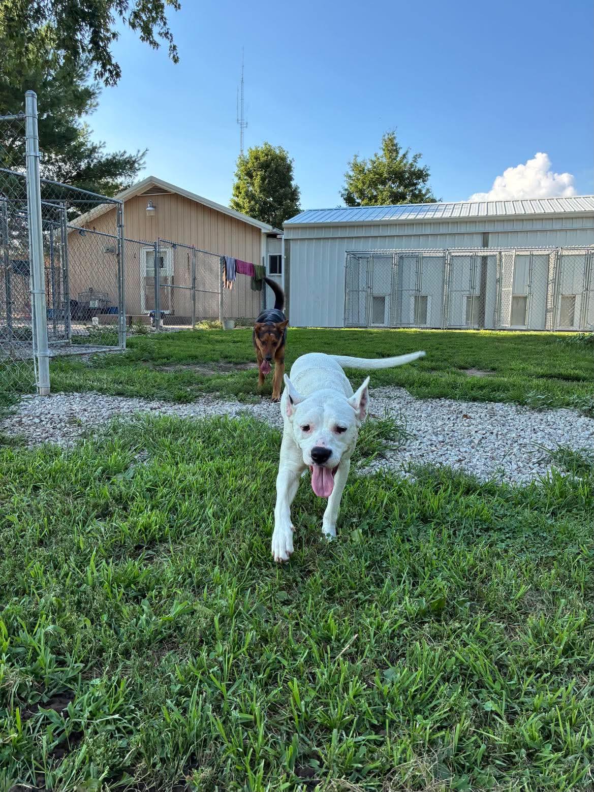 MiMi, a ADOPTABLE mixed breed in Mason City, IL image 6/6