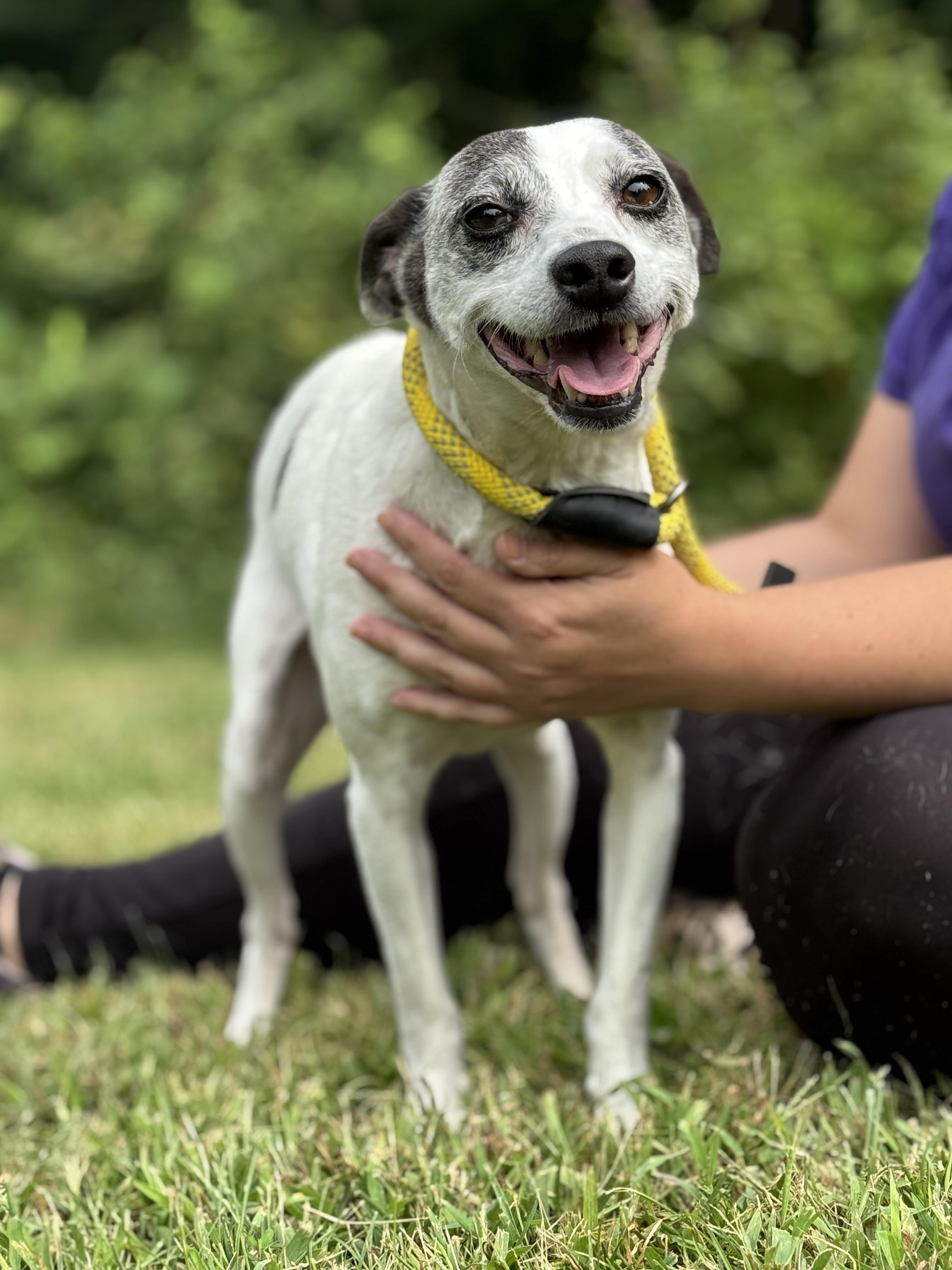 Enlarge Seymour, a Adoptable mixed breed in Richmond, VA image 3/6