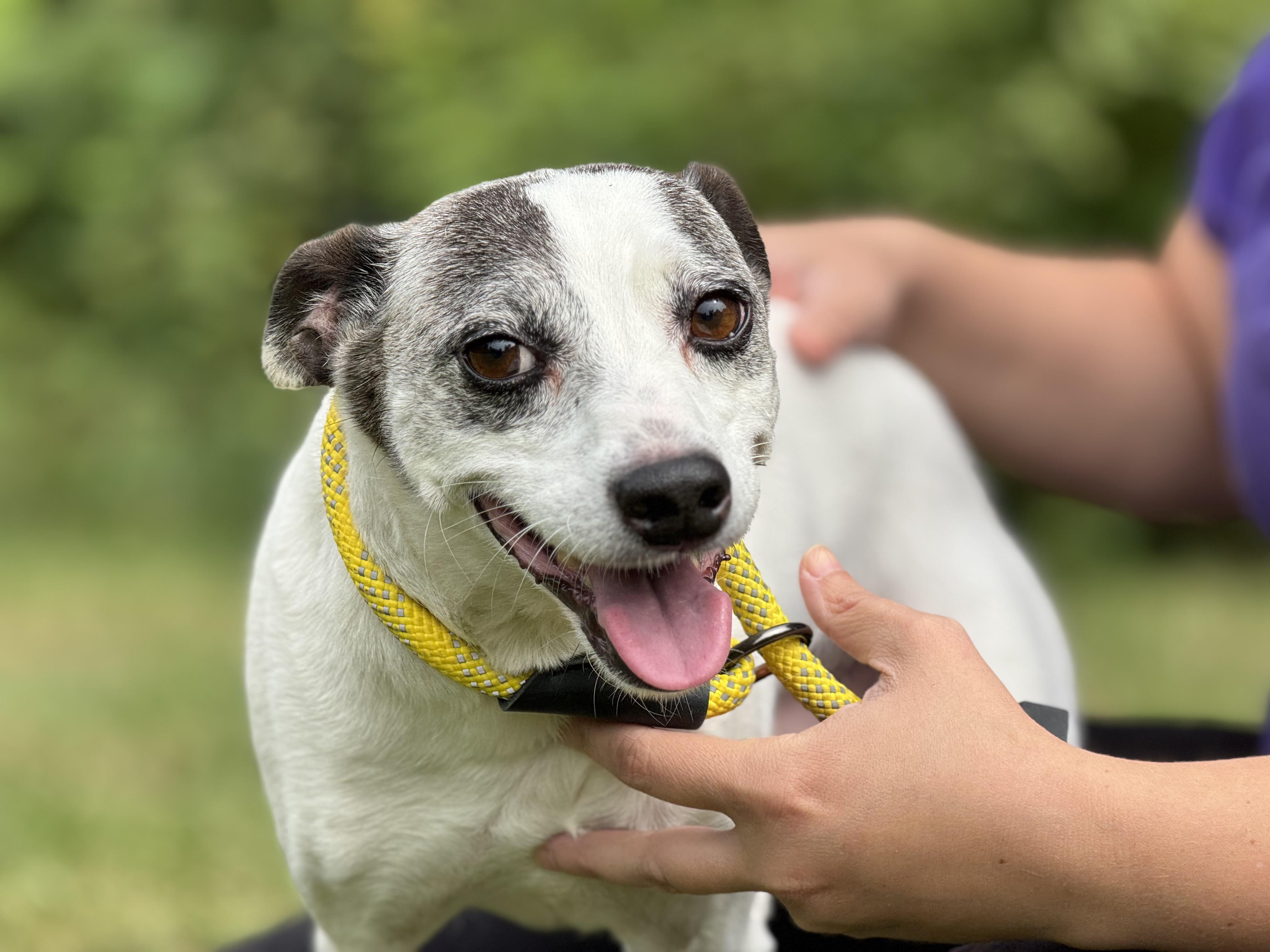 Enlarge Seymour, a Adoptable mixed breed in Richmond, VA image 4/6