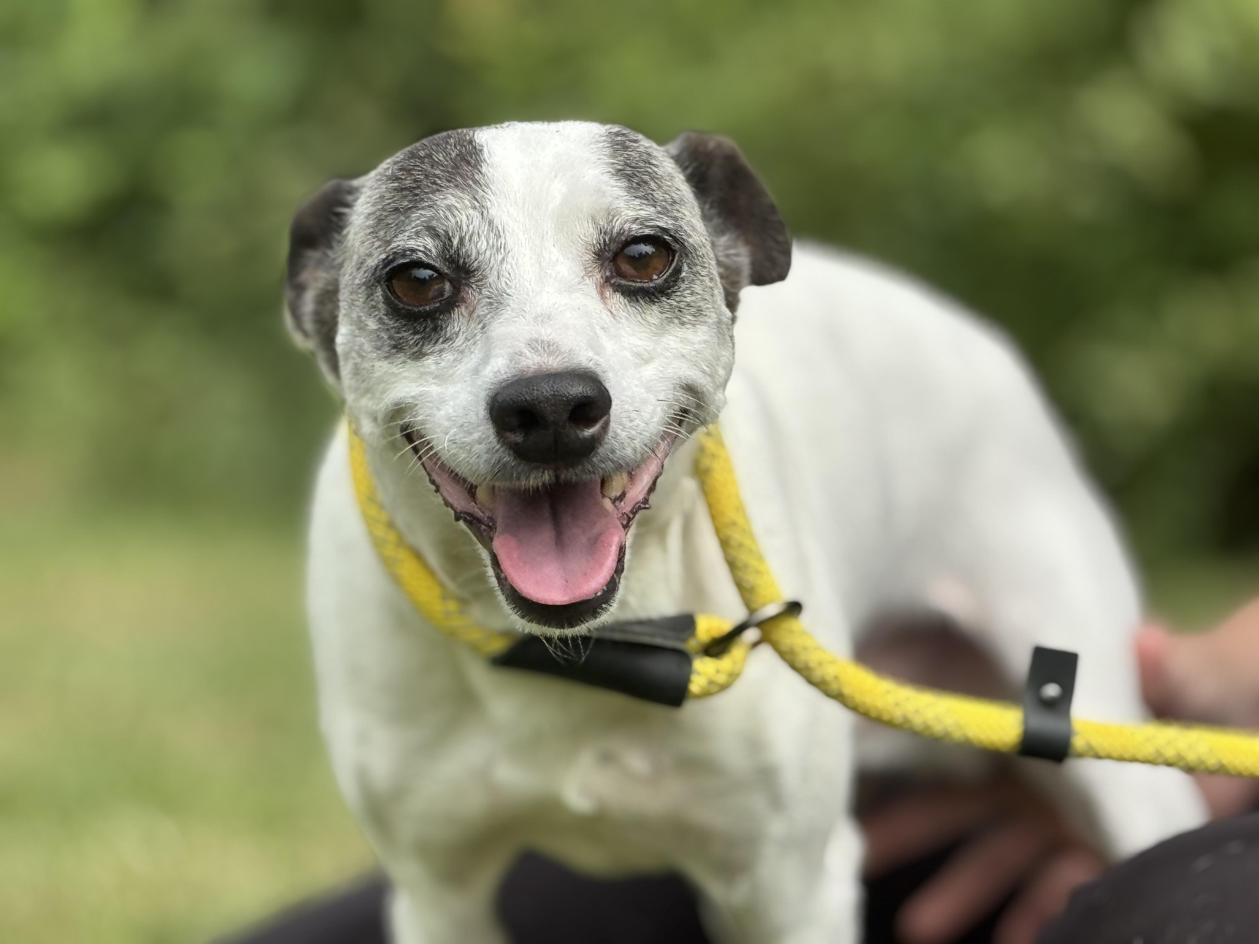 Seymour, Adoptable, Adult Male Parson Russell Terrier.