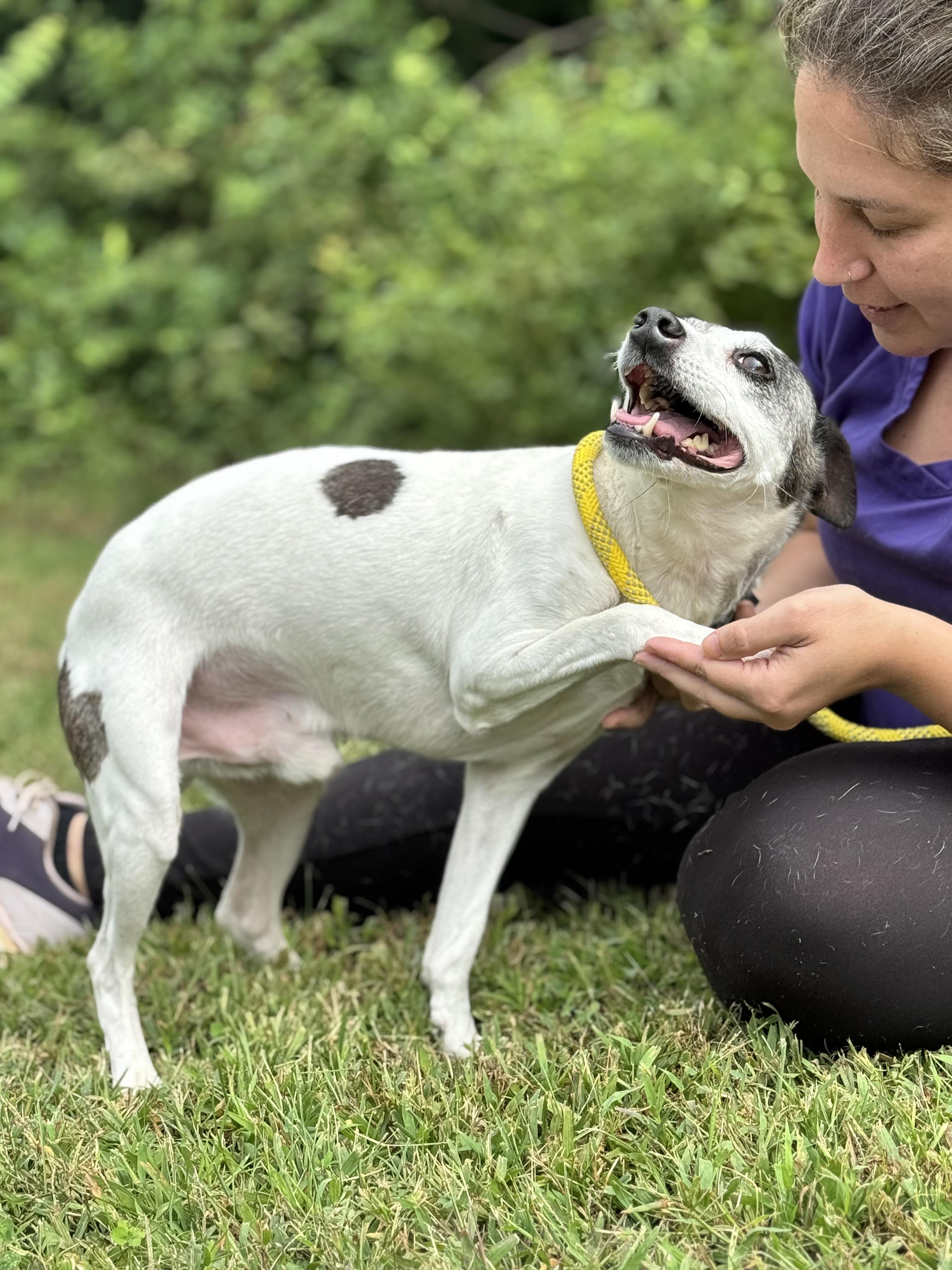 Enlarge Seymour, a Adoptable mixed breed in Richmond, VA image 6/6