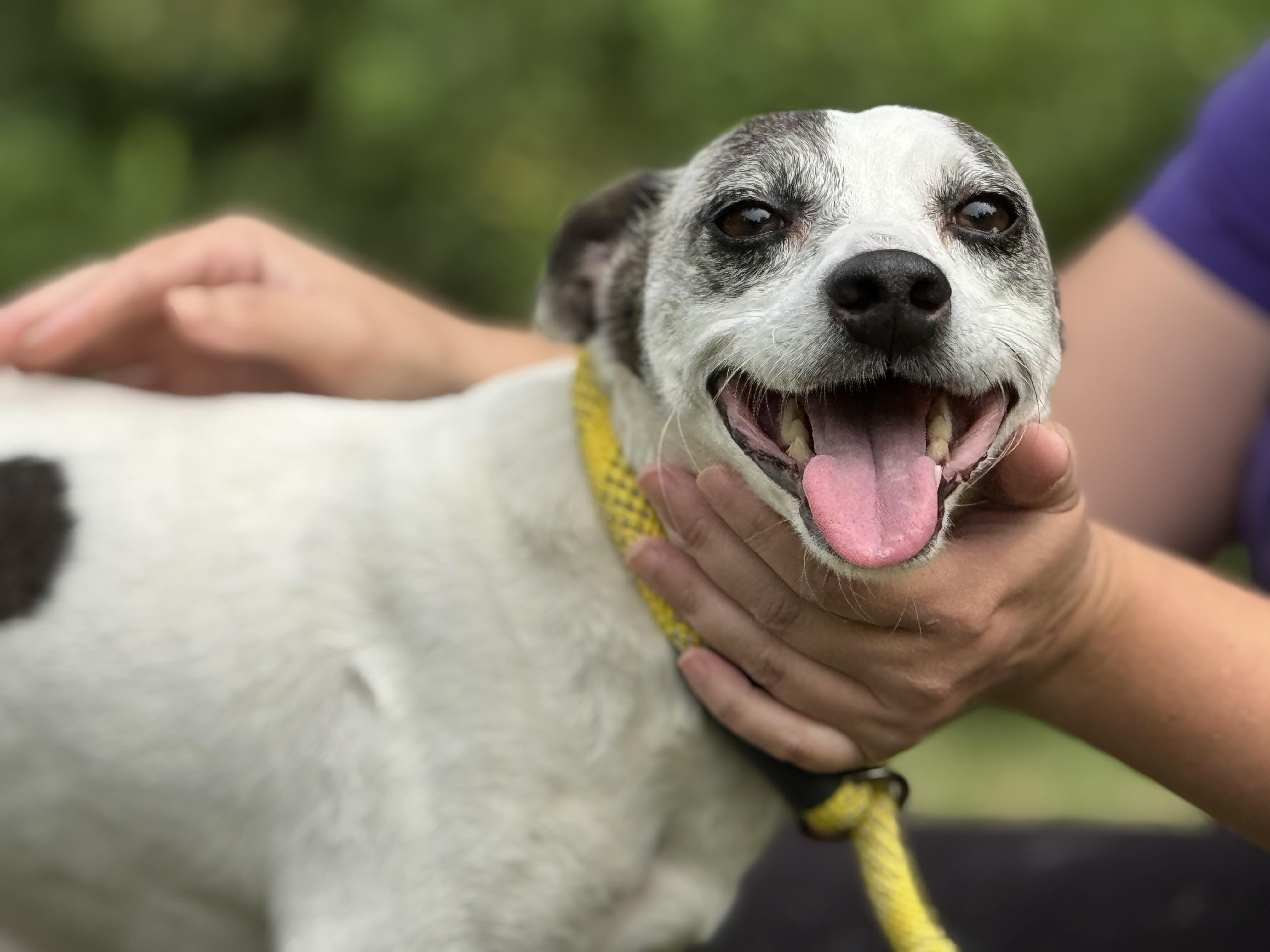 Enlarge Seymour, a Adoptable mixed breed in Richmond, VA image 2/6