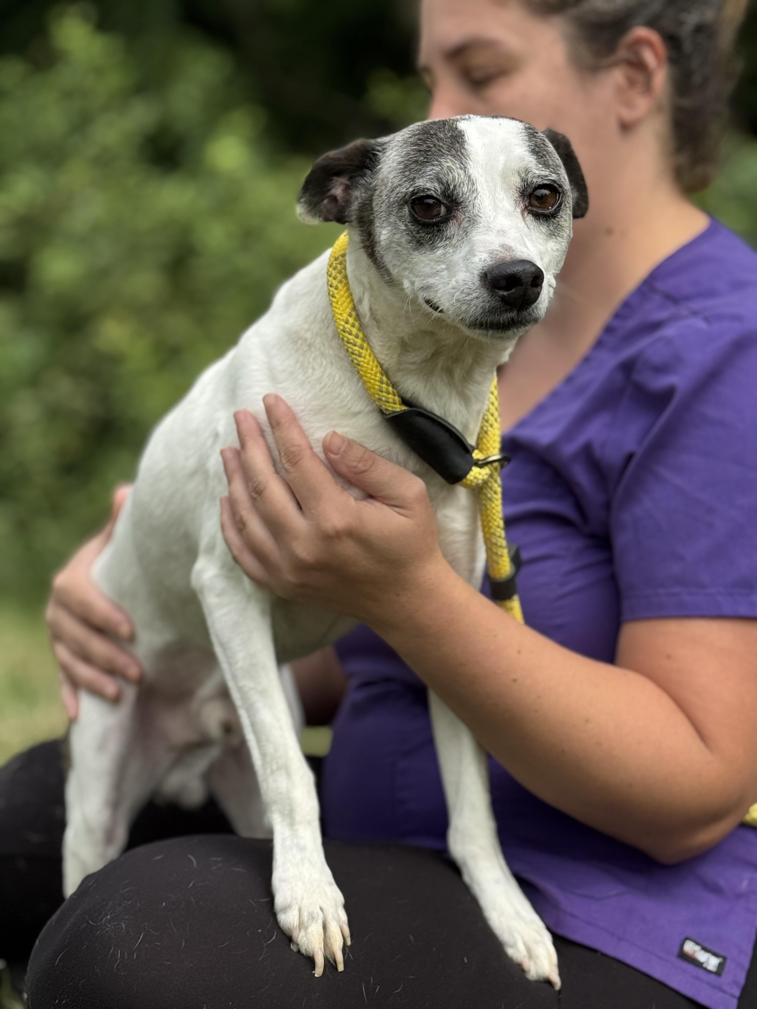 Enlarge Seymour, a Adoptable mixed breed in Richmond, VA image 5/6