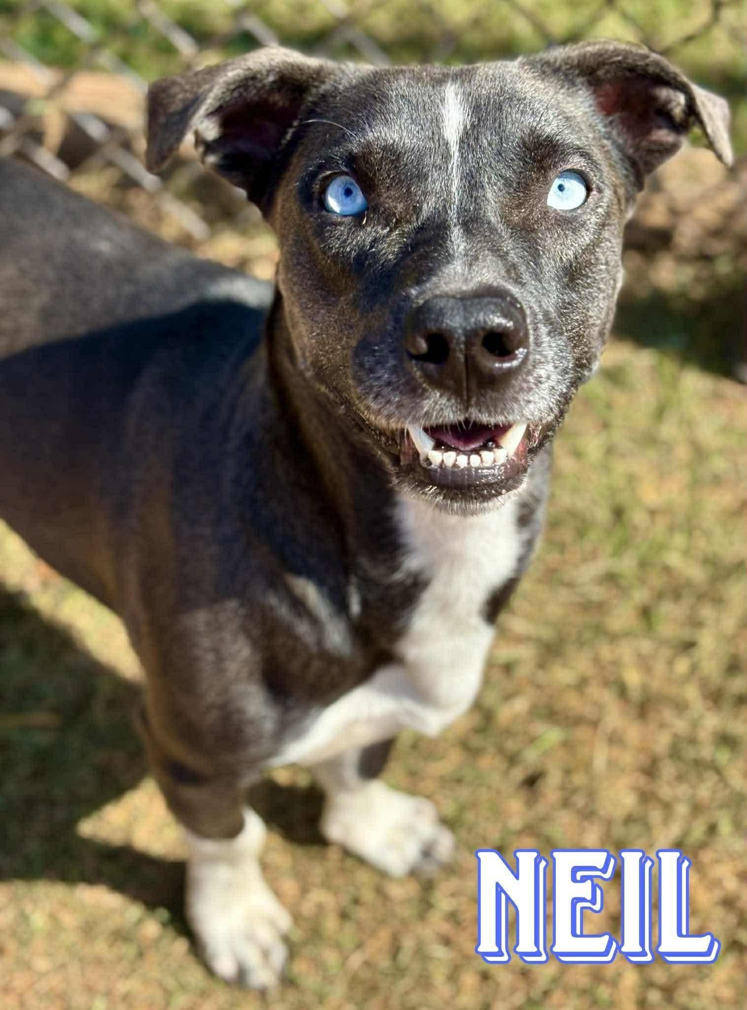 Neil, adopted, Adult Male Catahoula Leopard Dog & Whippet.