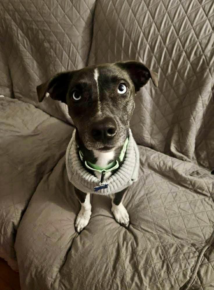 Neil, an adopted mixed breed in Wappingers Falls, NY image 2/5