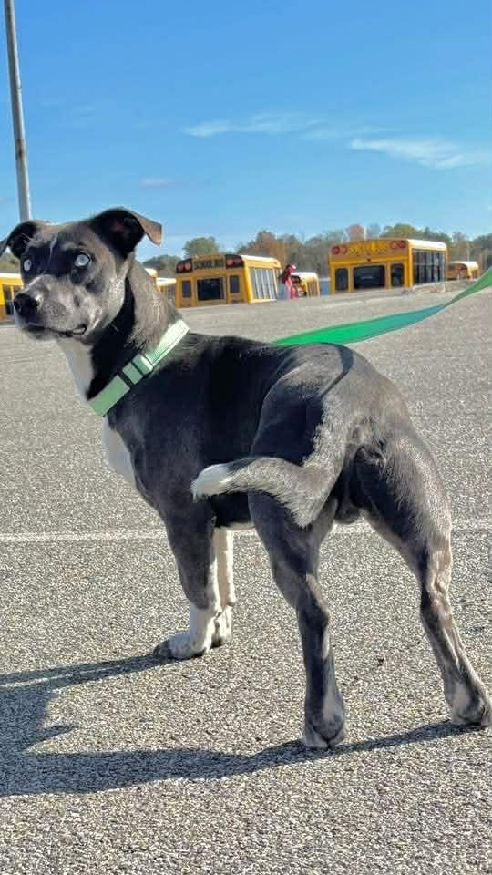 Neil, an adopted mixed breed in Wappingers Falls, NY image 3/5