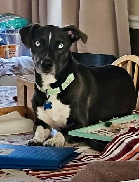 Neil, an adopted mixed breed in Wappingers Falls, NY image 4/5