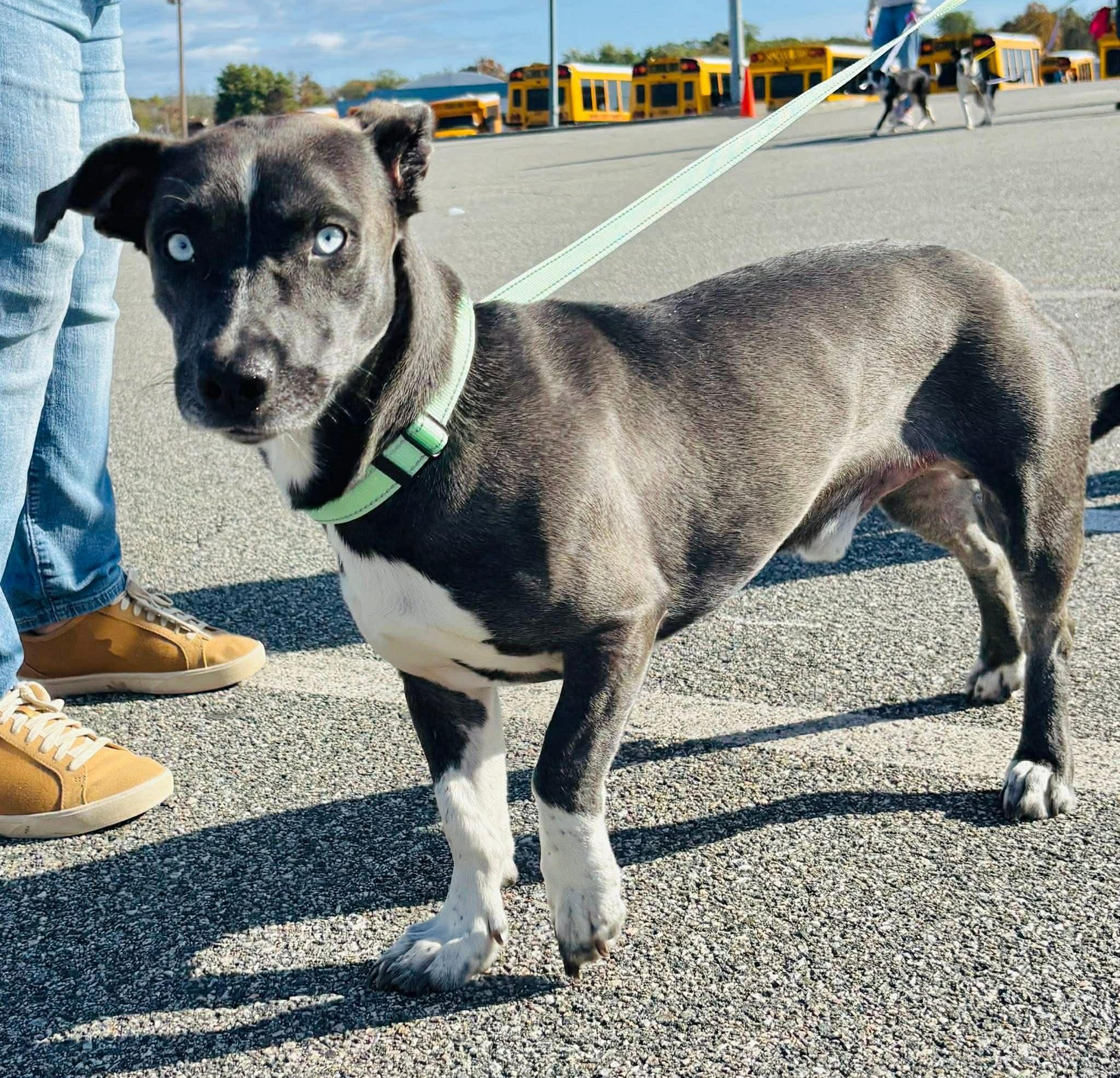 Neil, an adopted mixed breed in Wappingers Falls, NY image 5/5