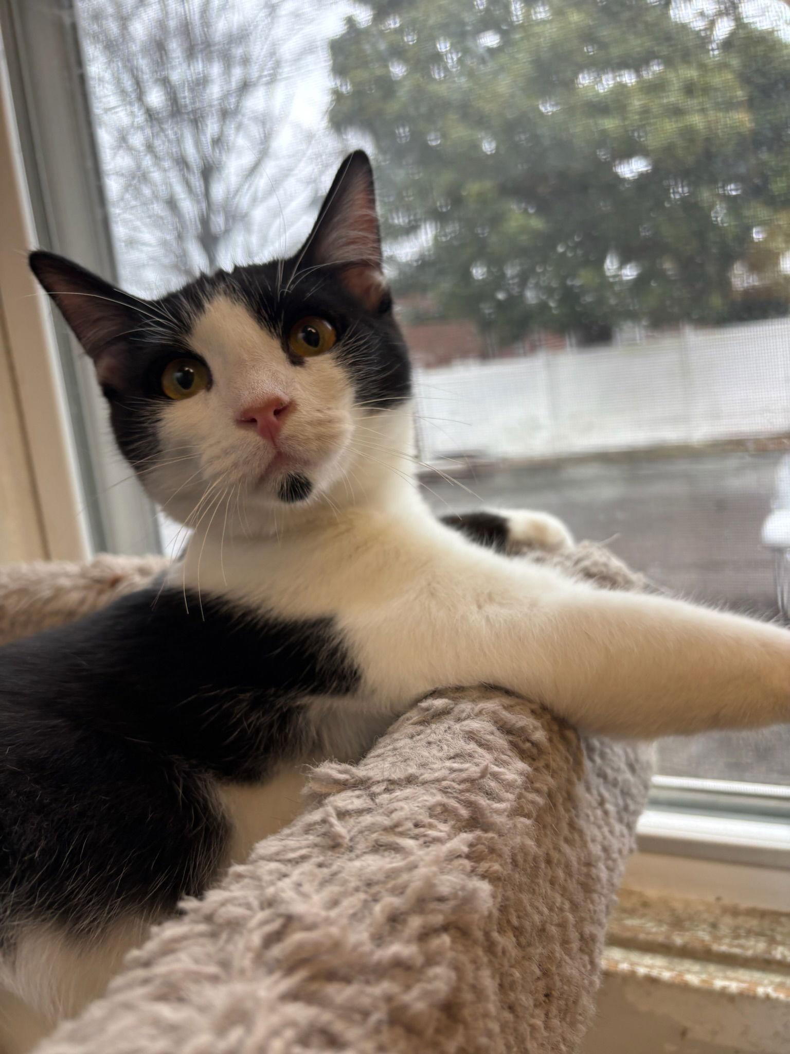 Wiley, Adoptable, Young Male American Shorthair.