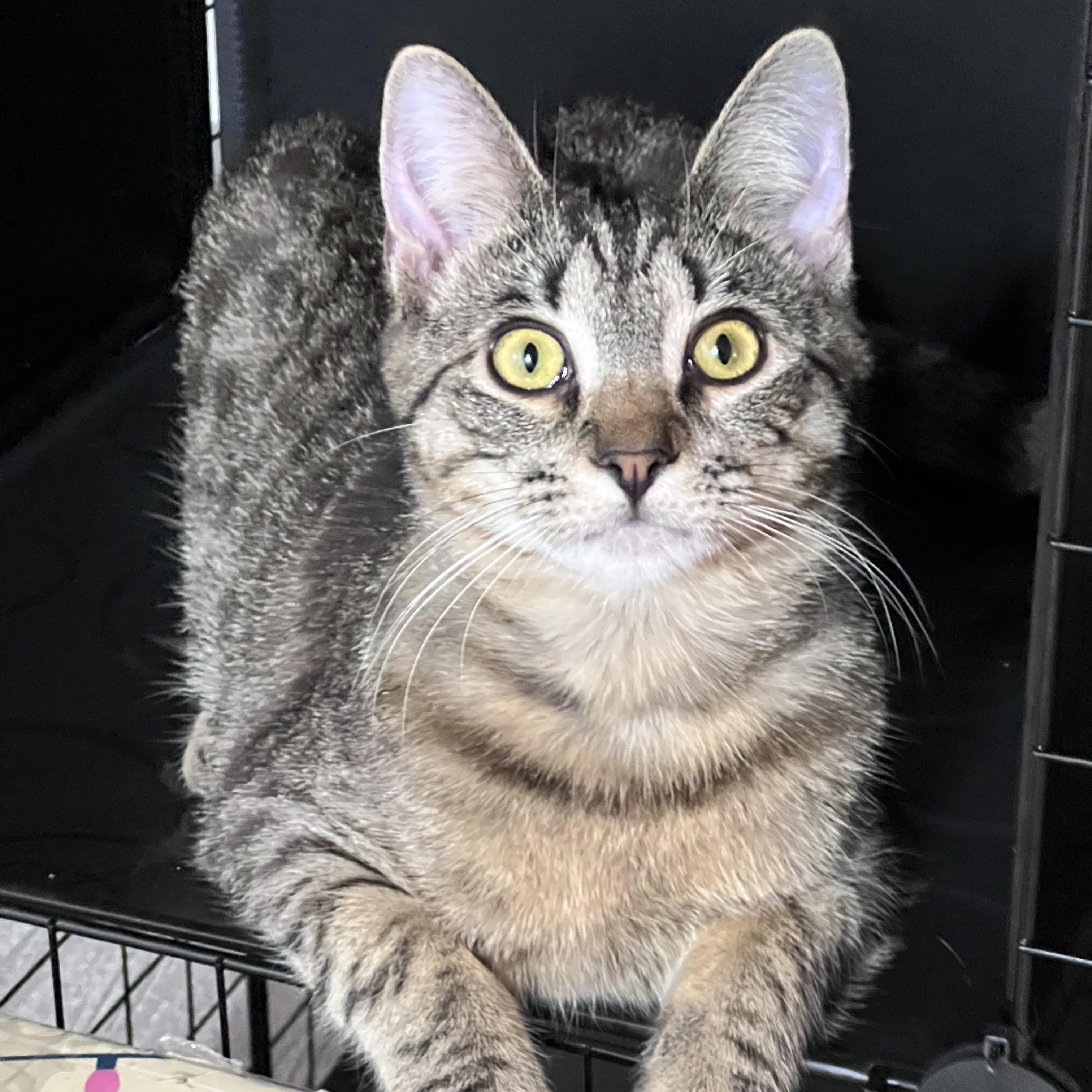 Enlarge Hope (Arney), a Adoptable Domestic Short Hair in Hickory, NC image 1/6