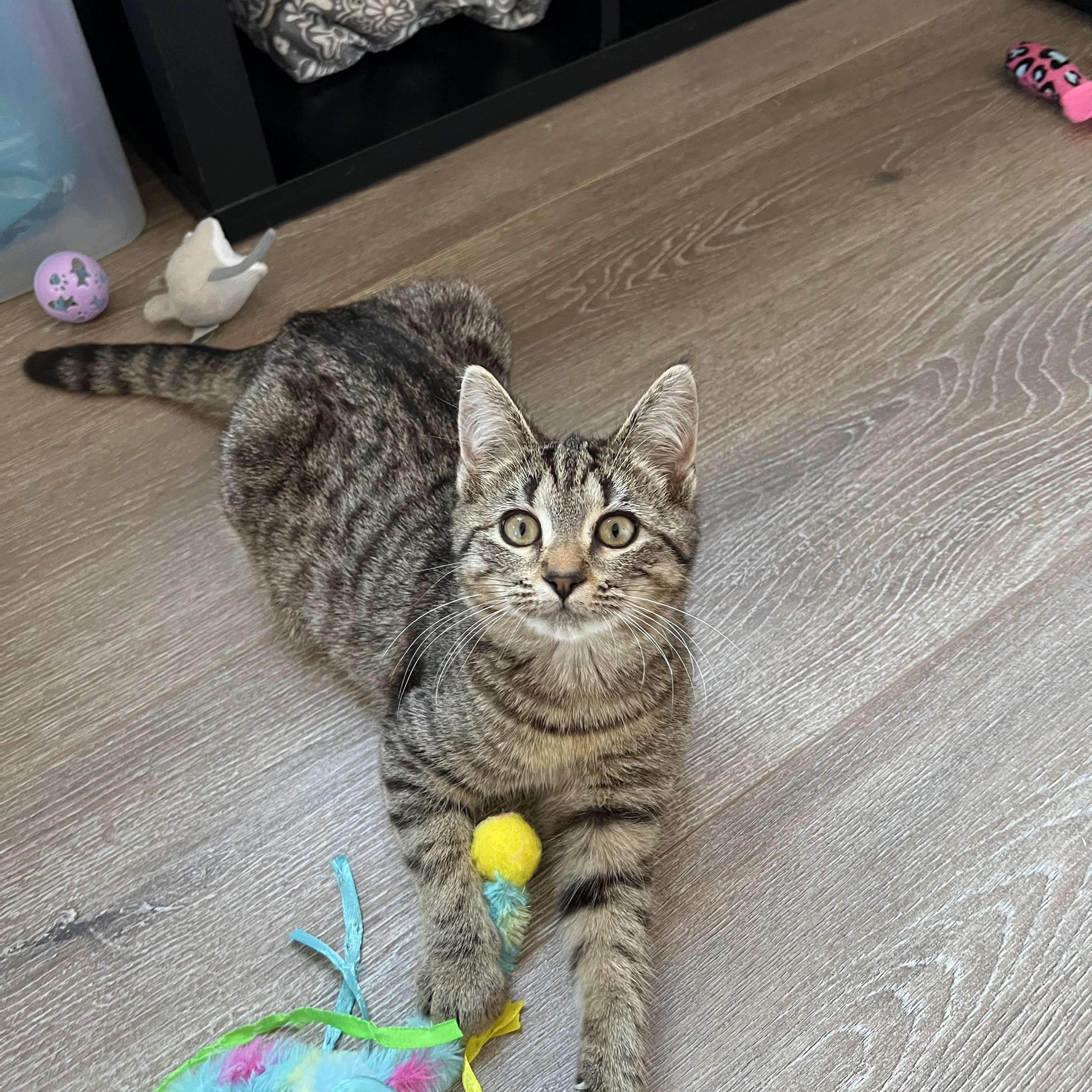 Enlarge Hope (Arney), a Adoptable Domestic Short Hair in Hickory, NC image 2/6