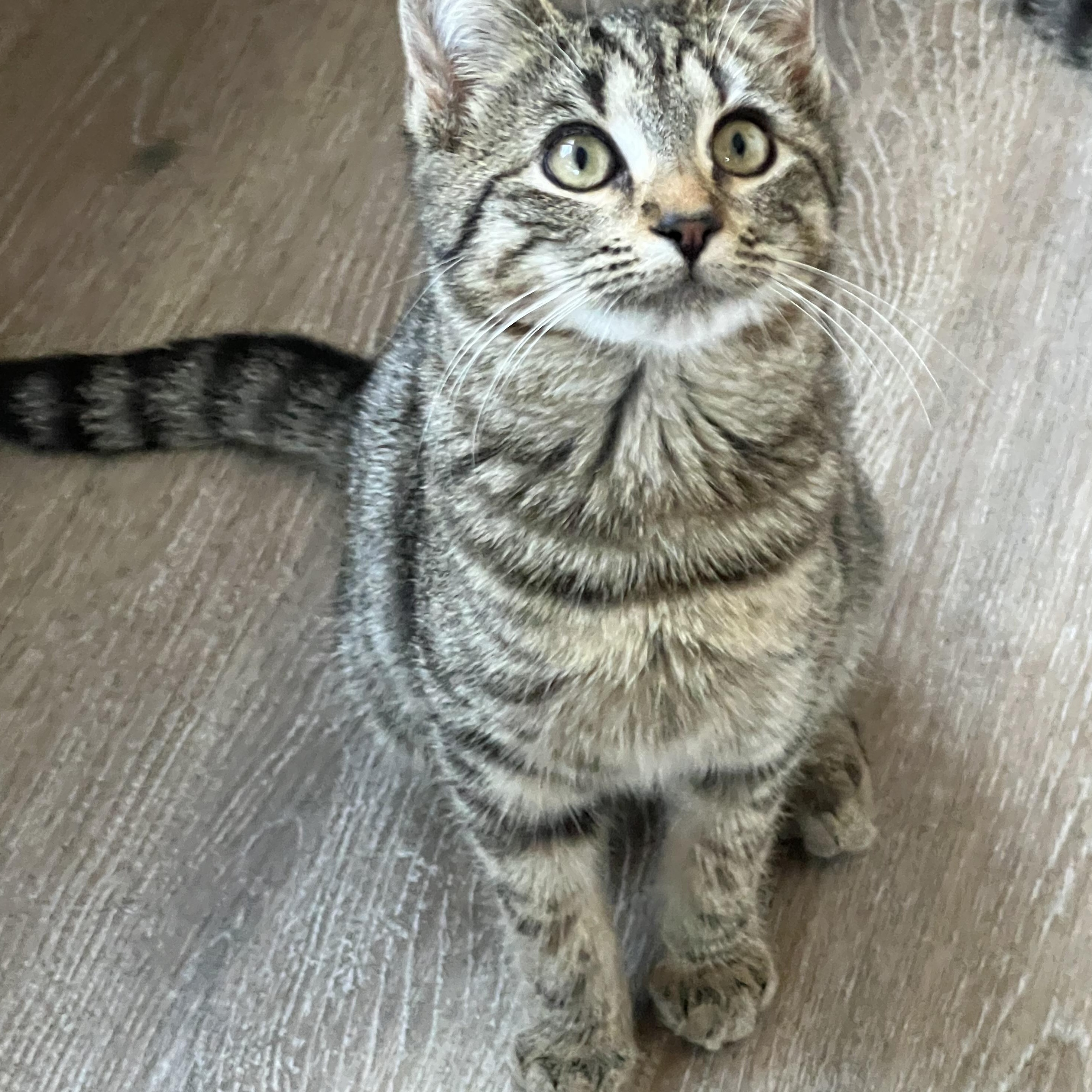 Enlarge Hope (Arney), a Adoptable Domestic Short Hair in Hickory, NC image 3/6