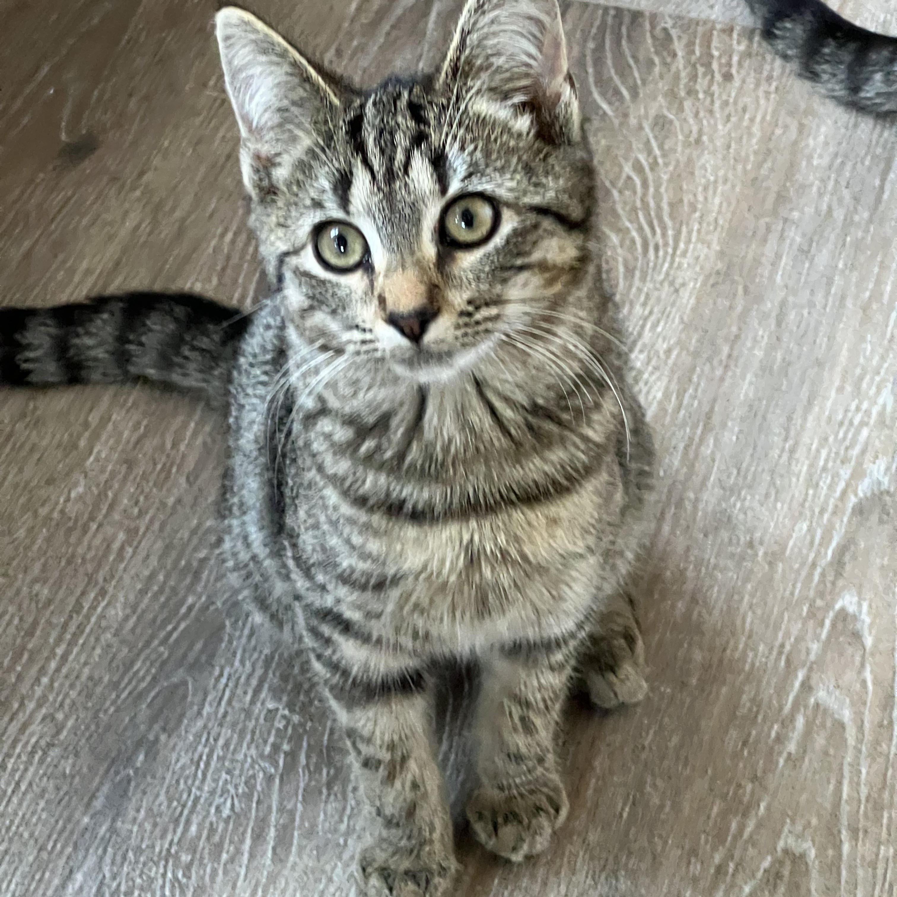 Enlarge Hope (Arney), a Adoptable Domestic Short Hair in Hickory, NC image 5/6